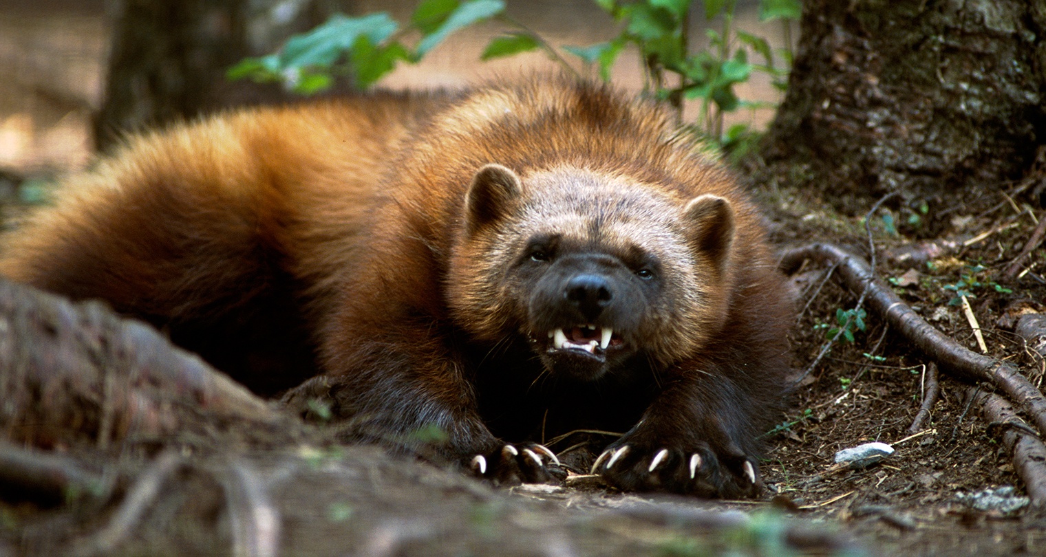 Angry Wolverine Animal Wallpapers