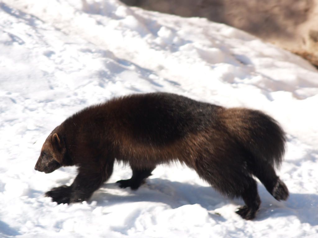 Angry Wolverine Animal Wallpapers