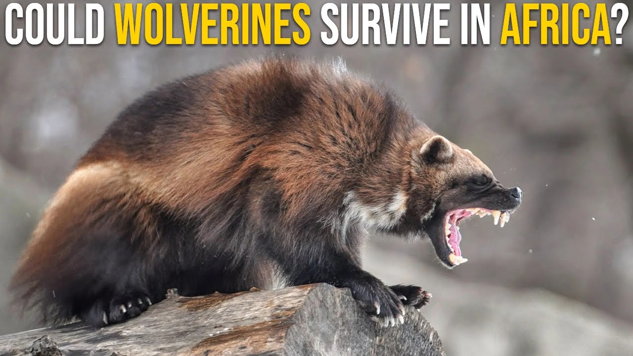 Angry Wolverine Animal Wallpapers