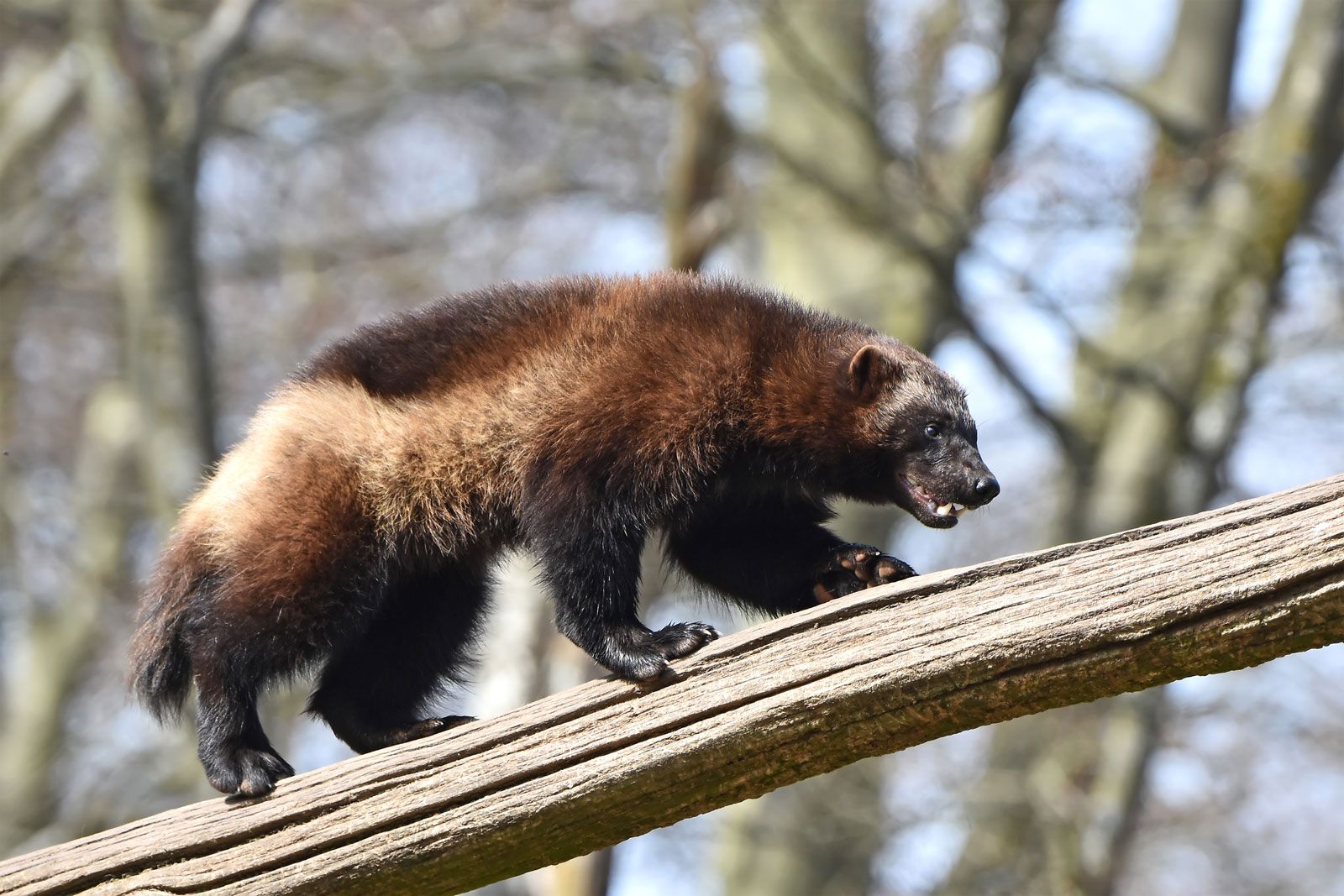 Angry Wolverine Animal Wallpapers