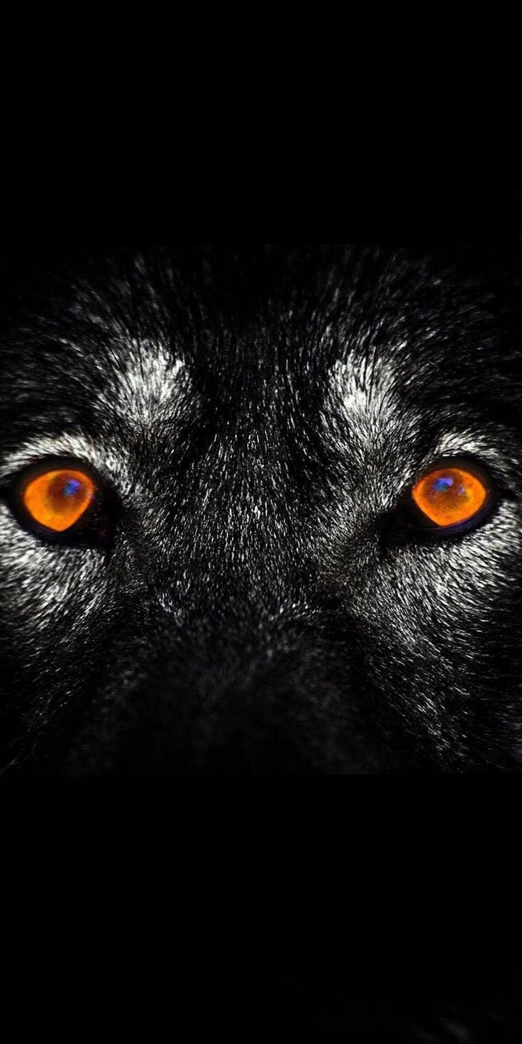 Angry Wolves Wallpapers