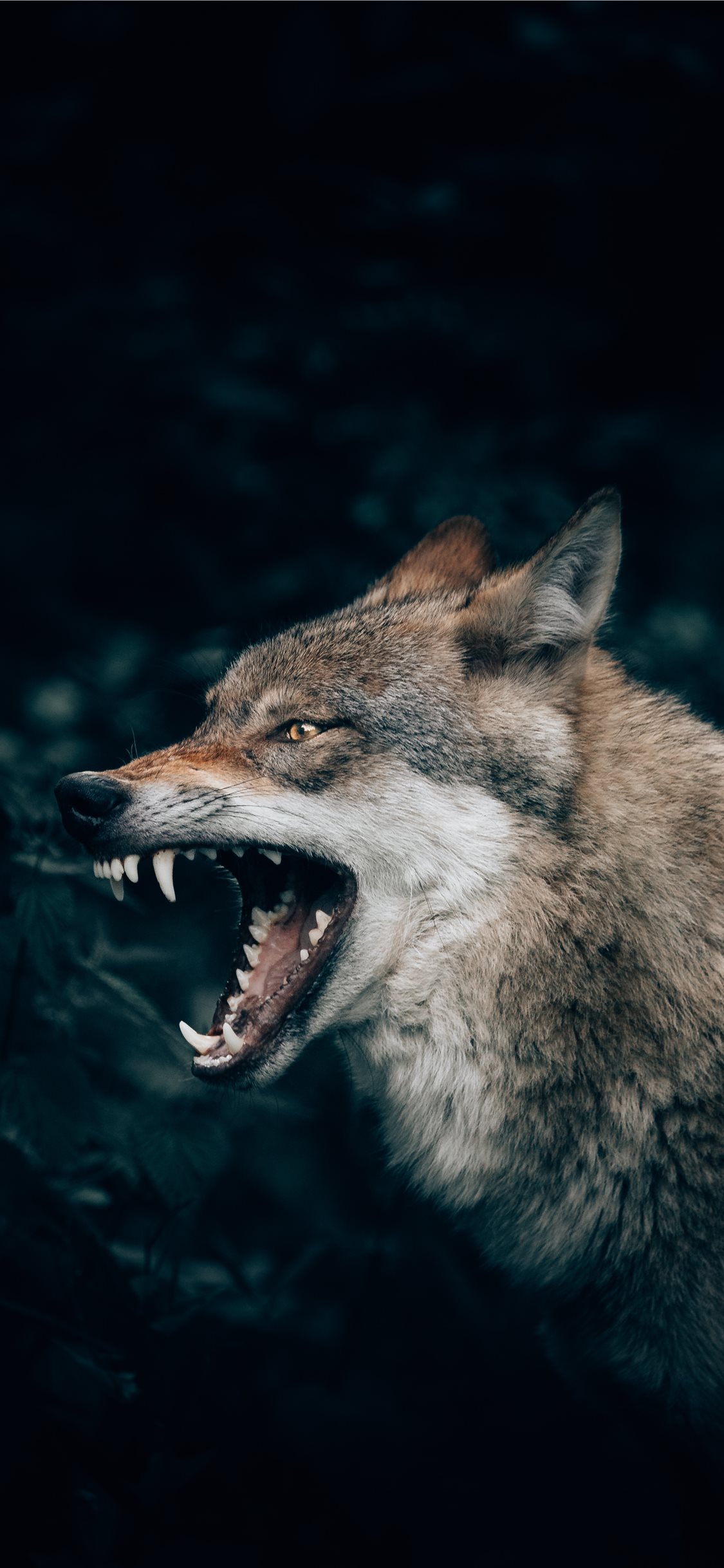 Angry Wolves Wallpapers