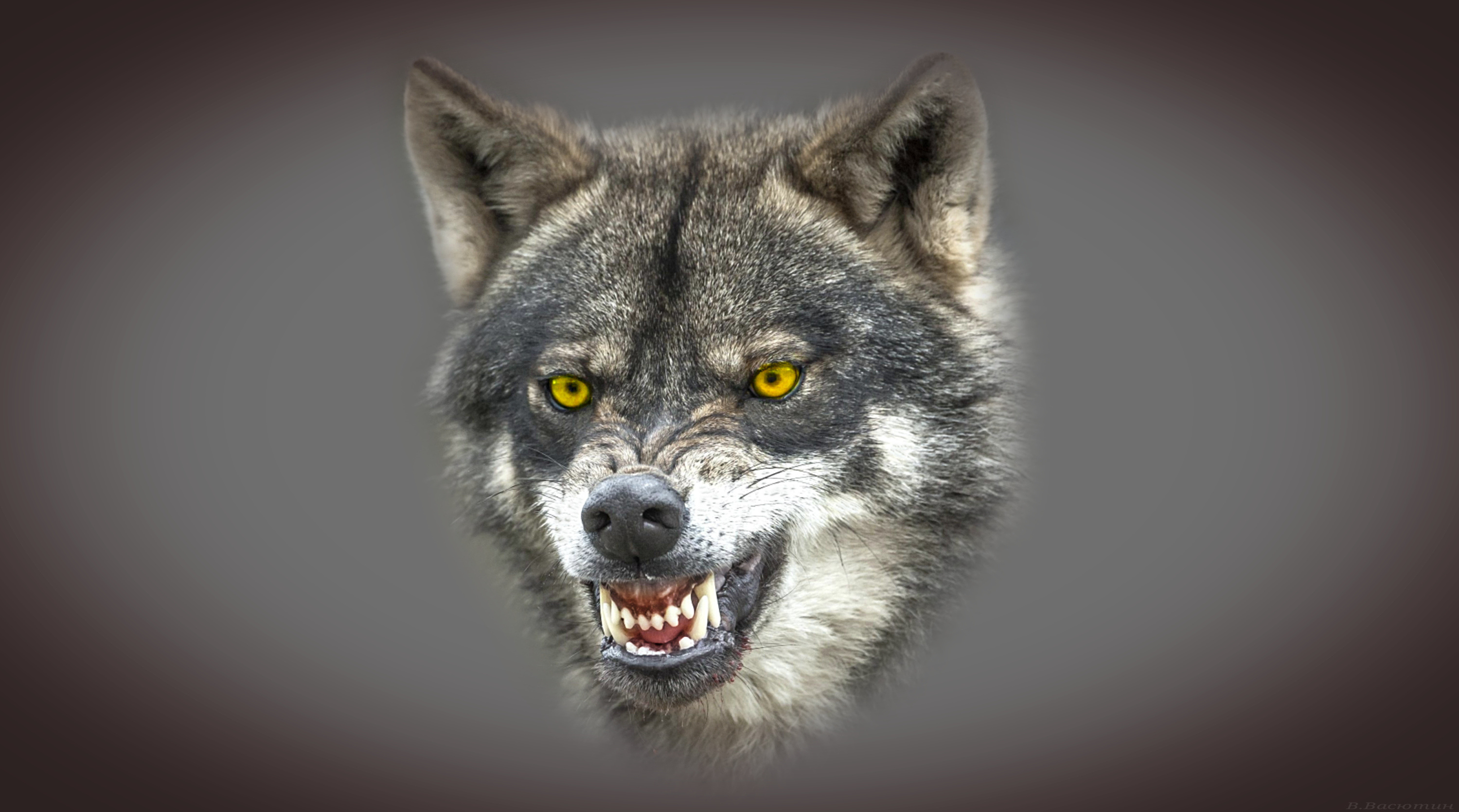 Angry Wolves Wallpapers