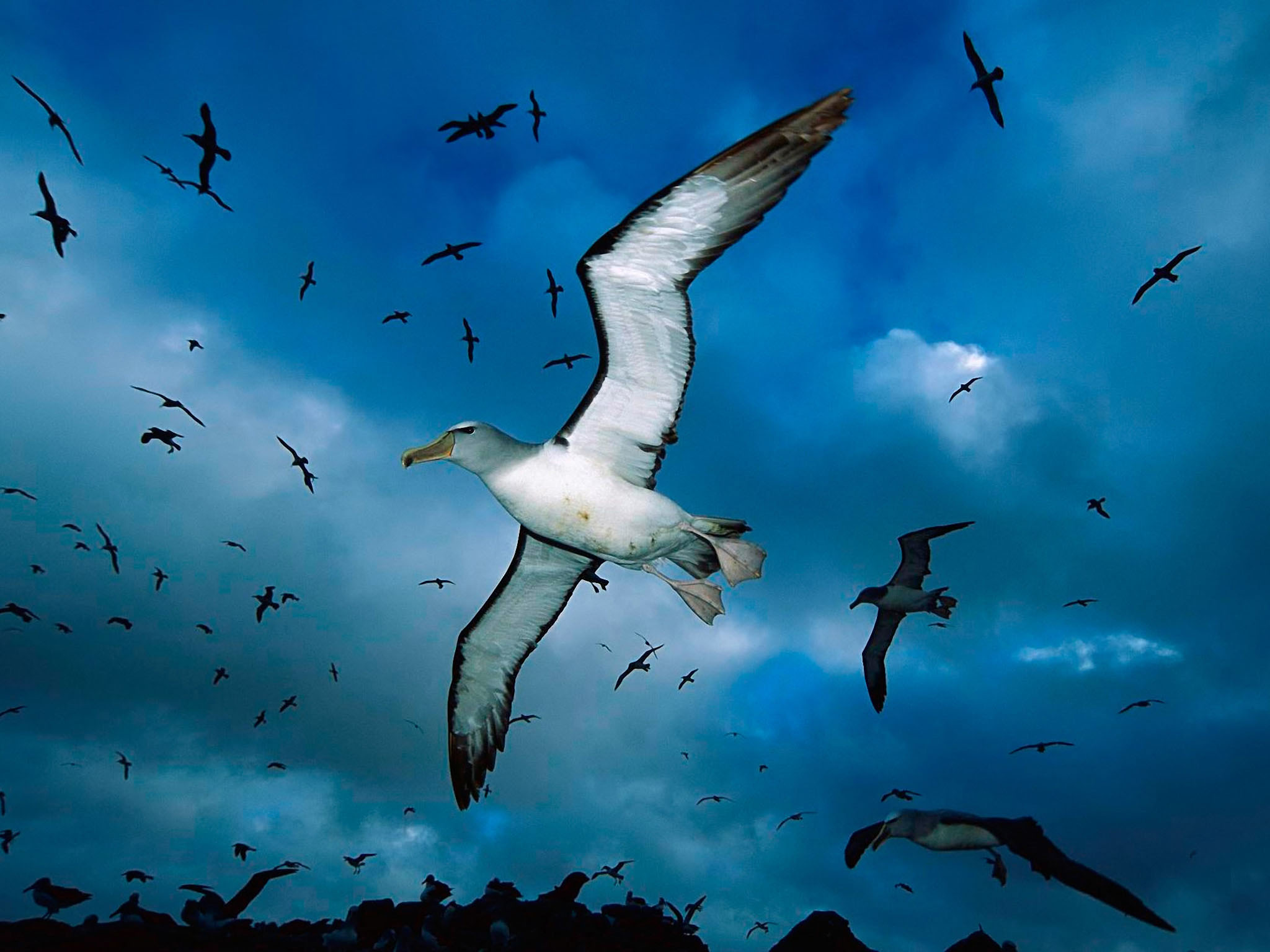 Animal Flying Wallpapers