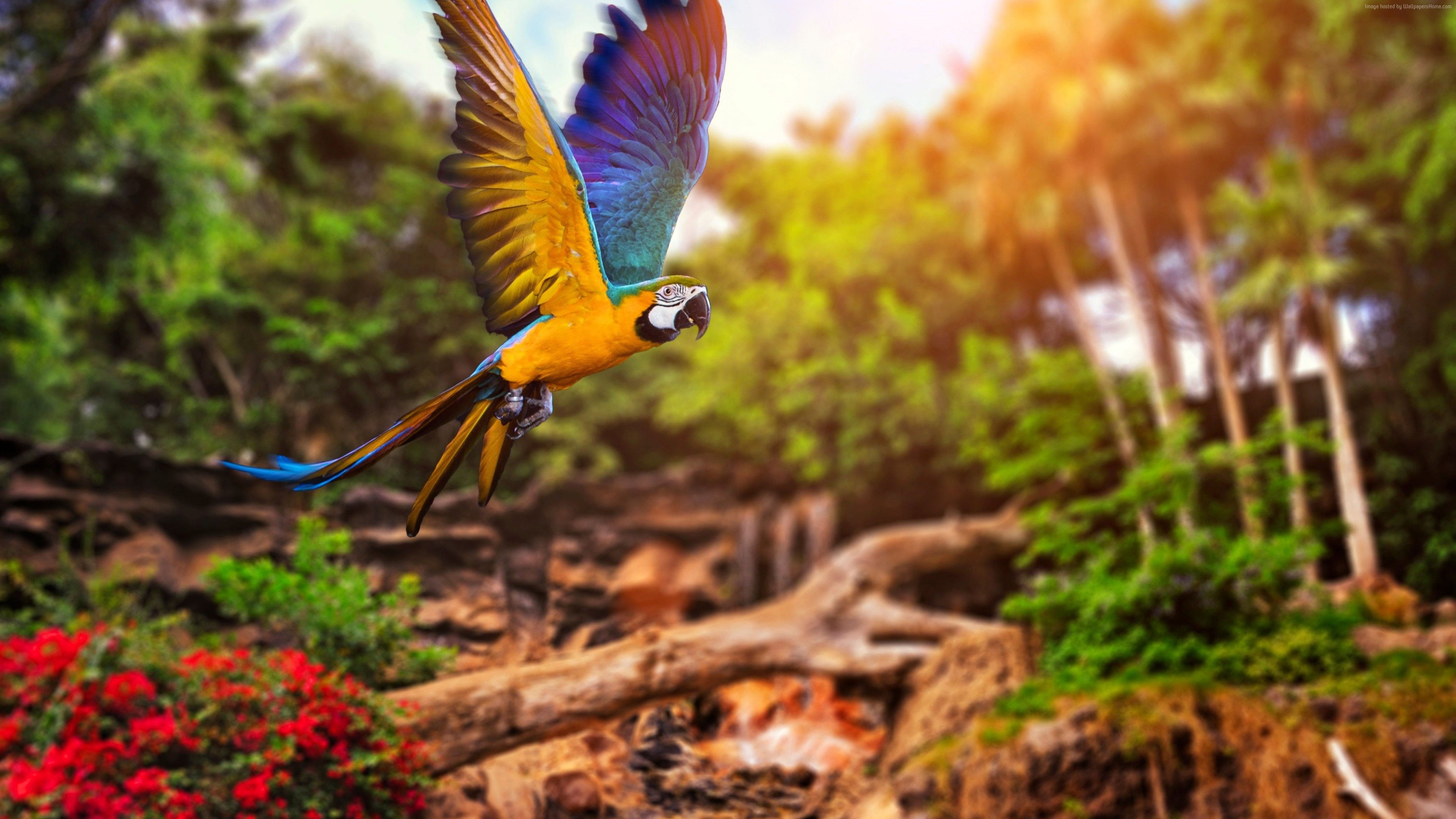 Animal Flying Wallpapers