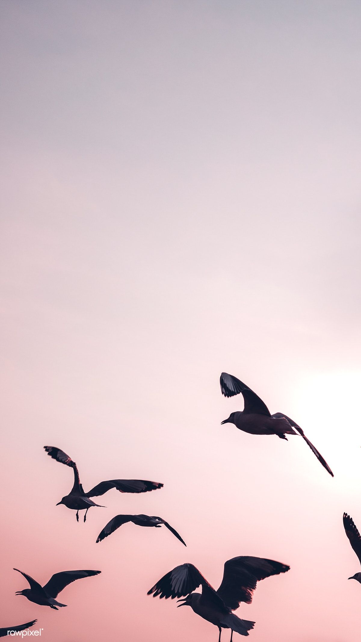 Animal Flying Wallpapers