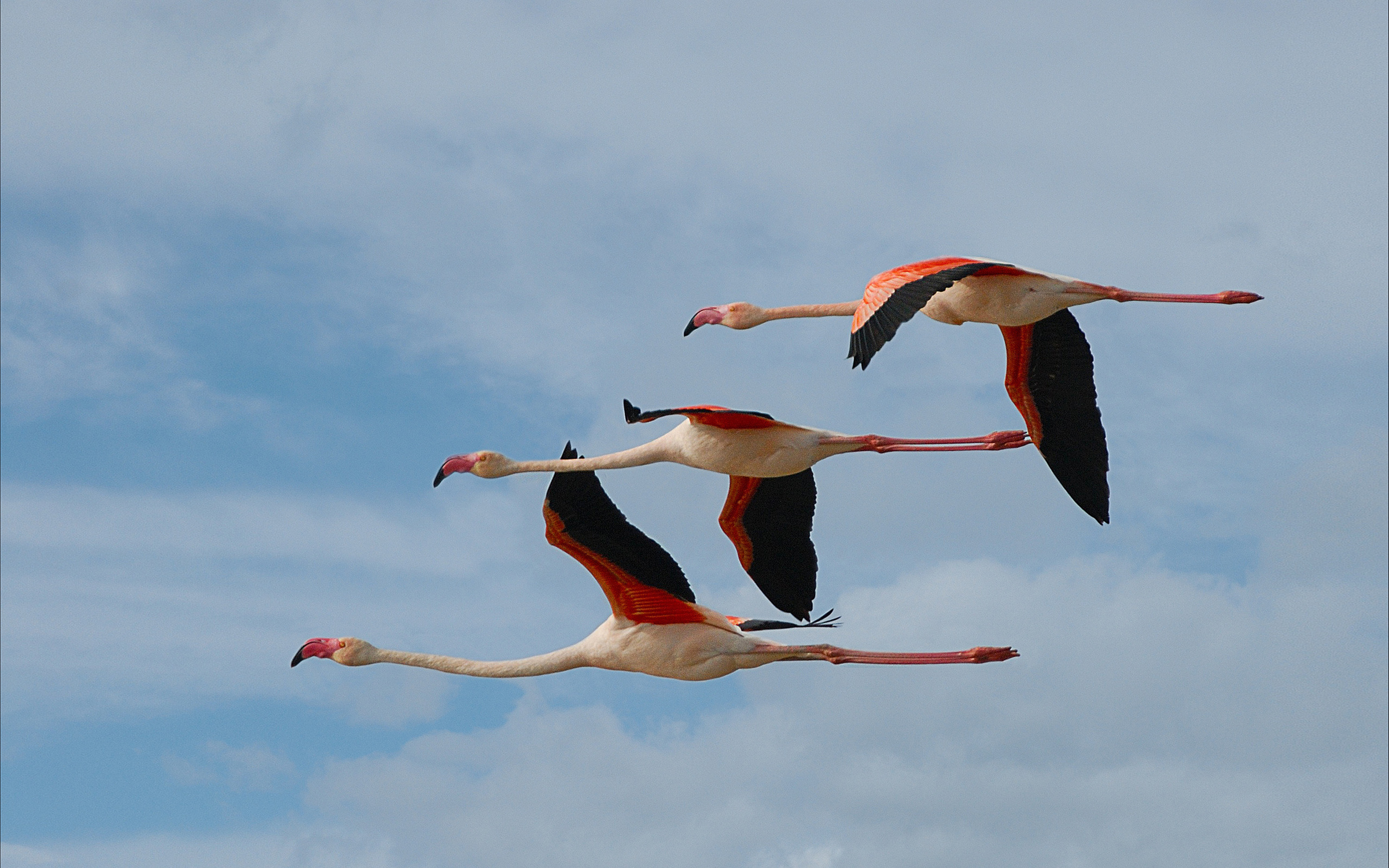 Animal Flying Wallpapers