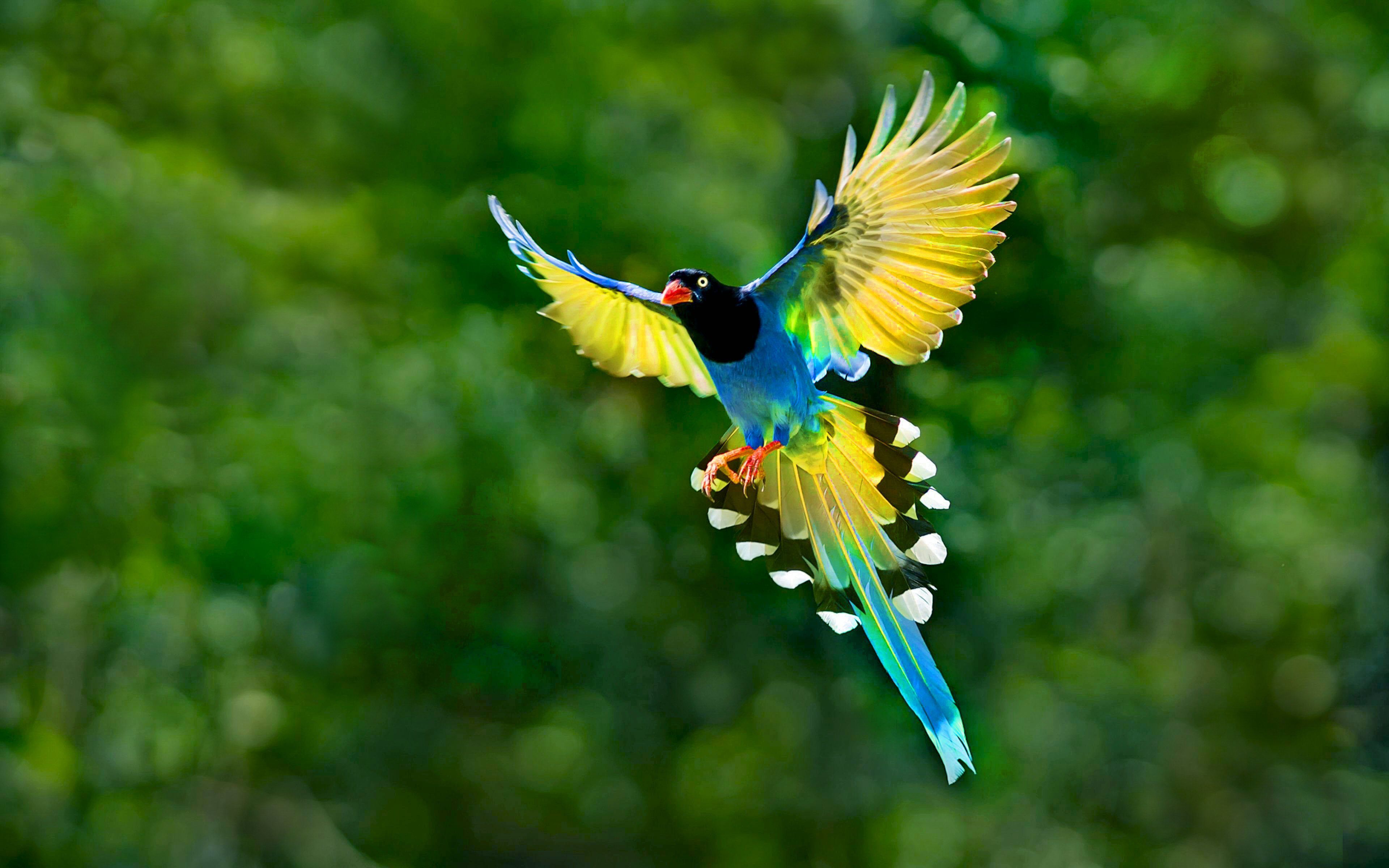 Animal Flying Wallpapers