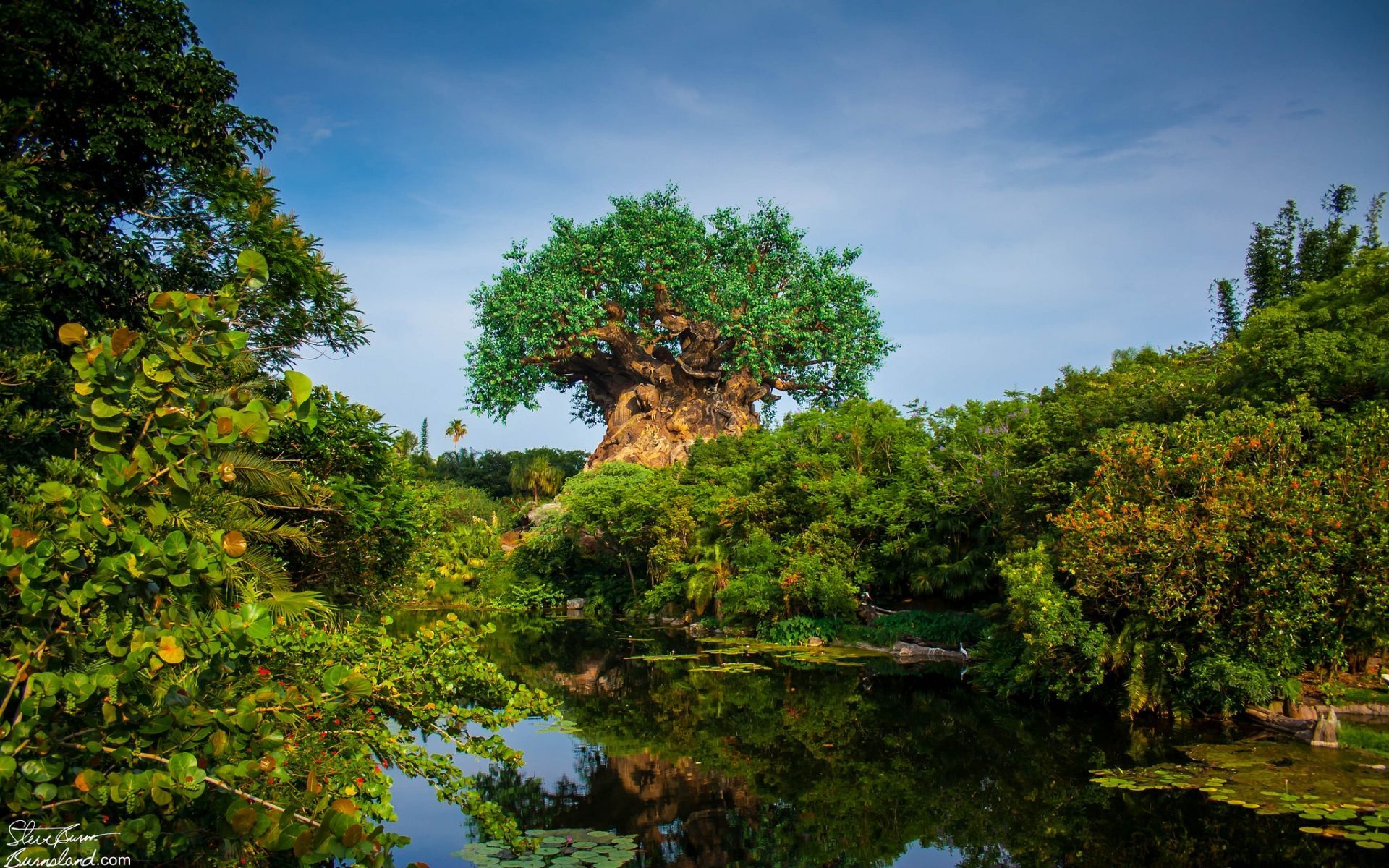 Animal Kingdom Wallpapers