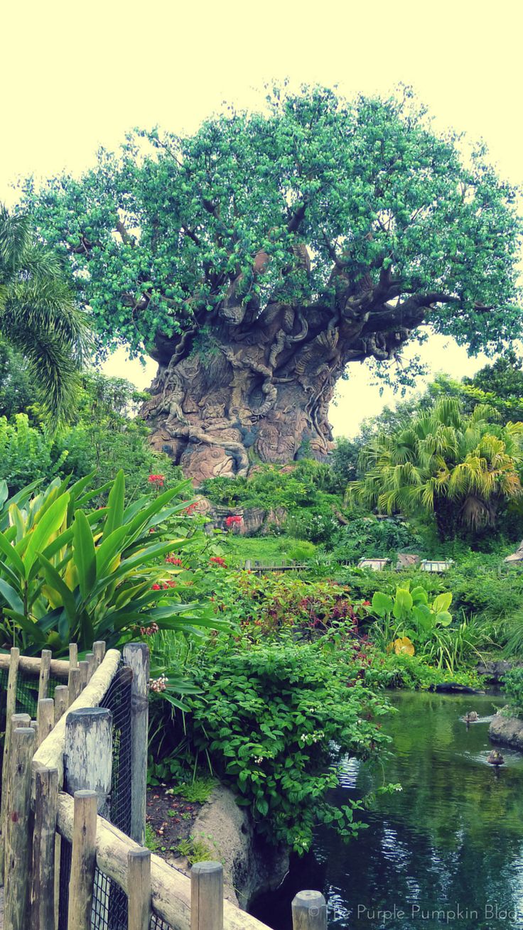 Animal Kingdom Wallpapers