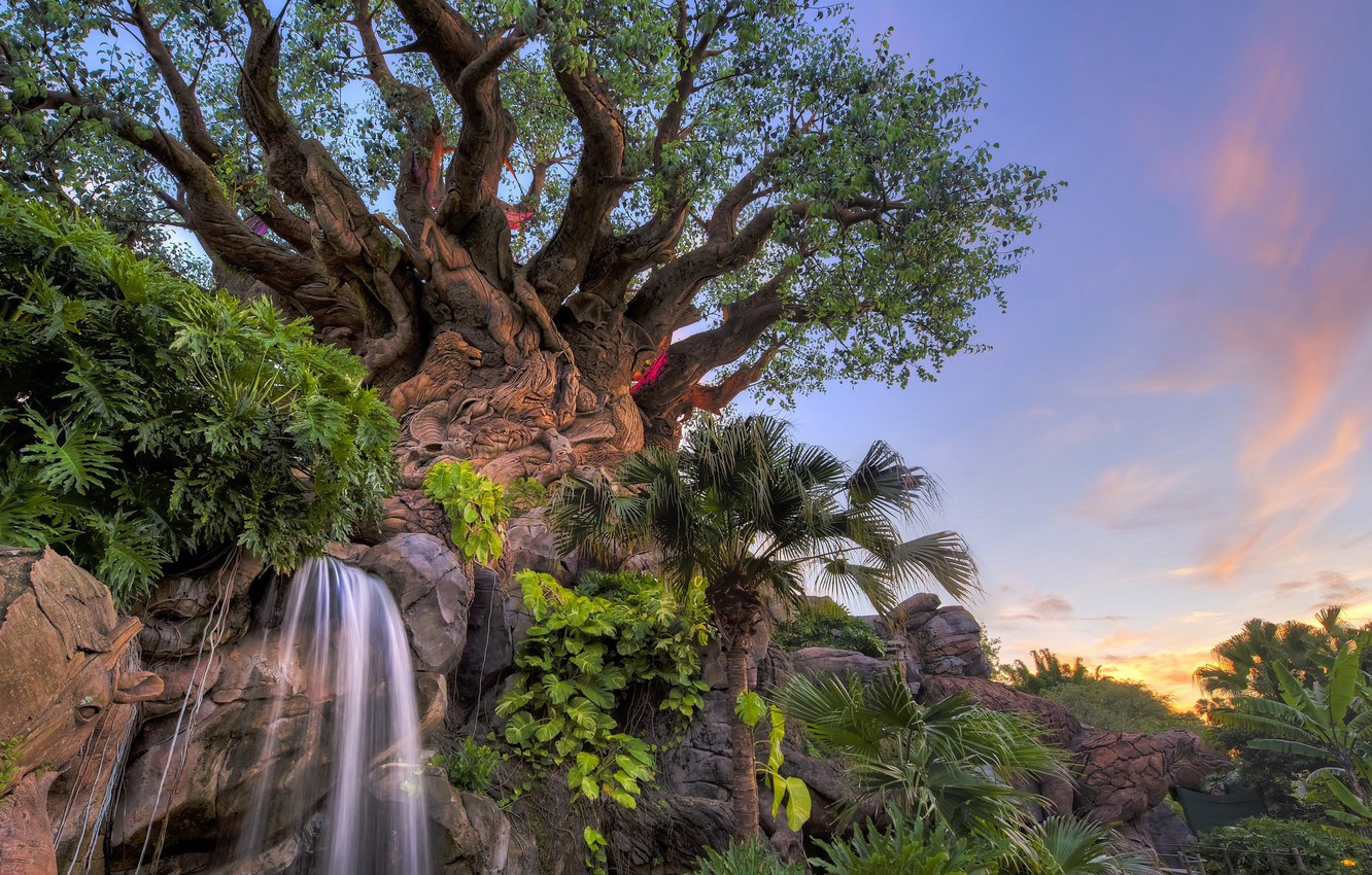 Animal Kingdom Wallpapers