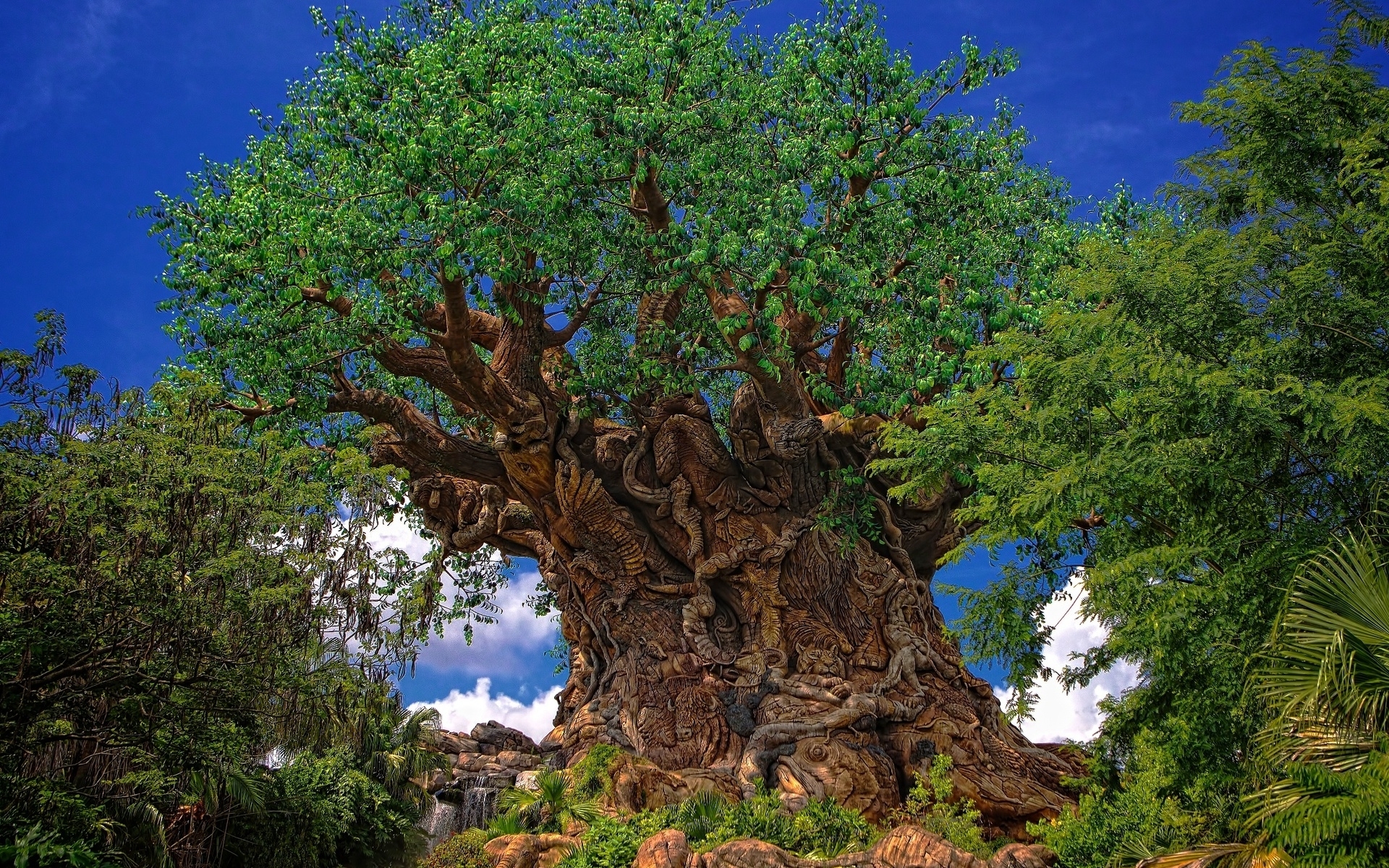 Animal Kingdom Wallpapers