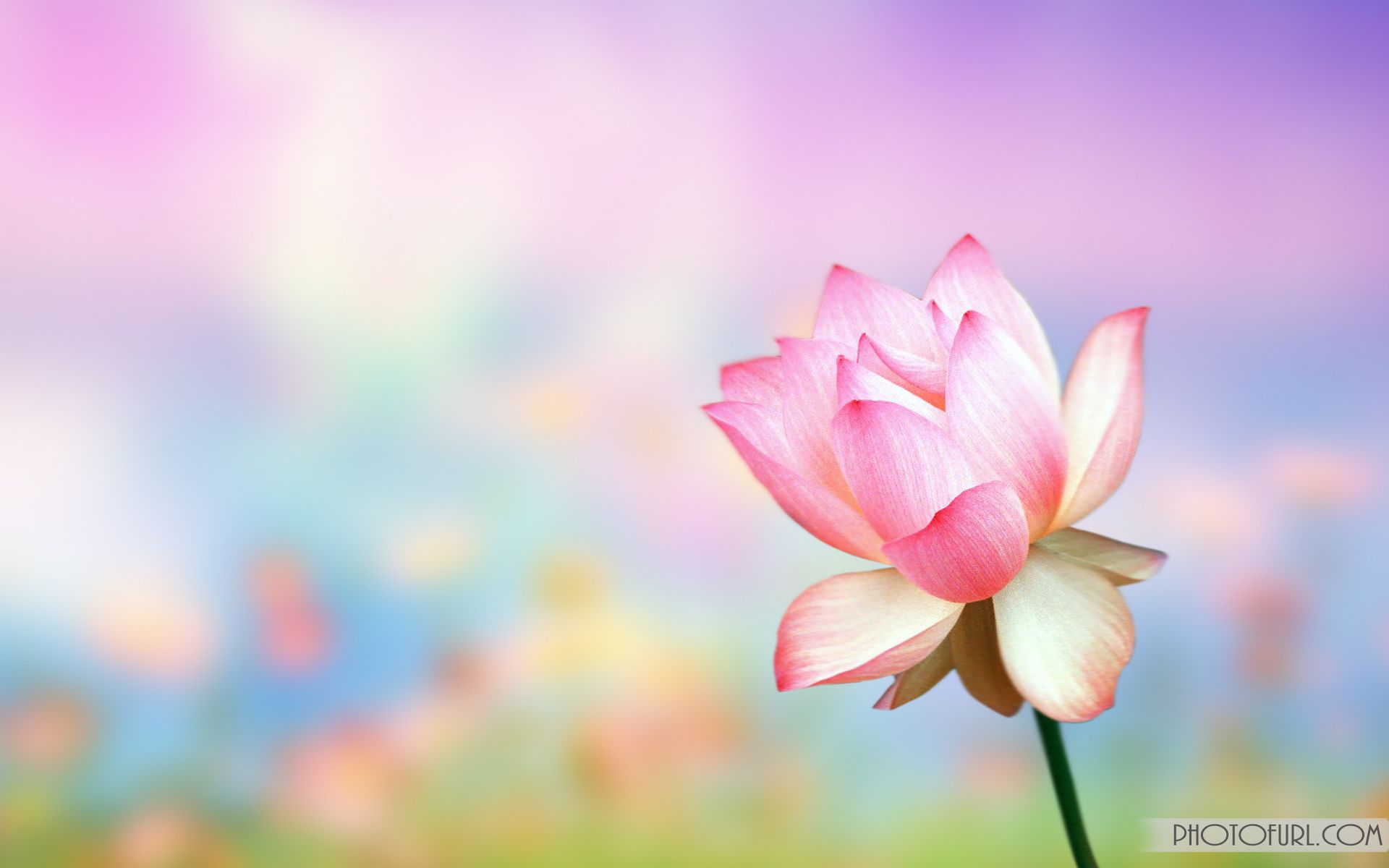 Animated Flower Background