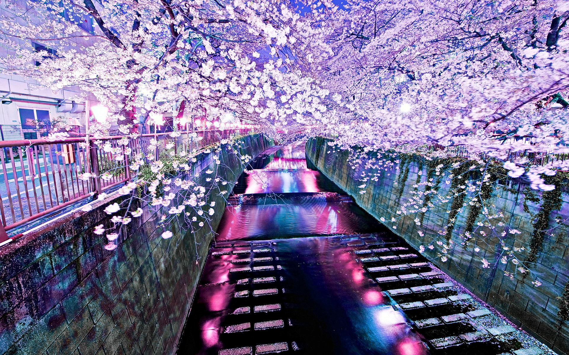 Anime Blossom Wallpapers