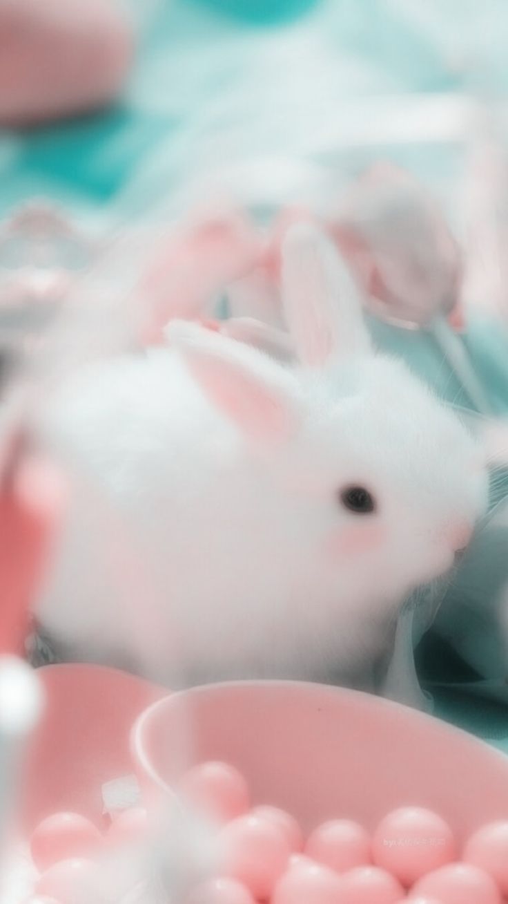 Anime Bunnies Wallpapers