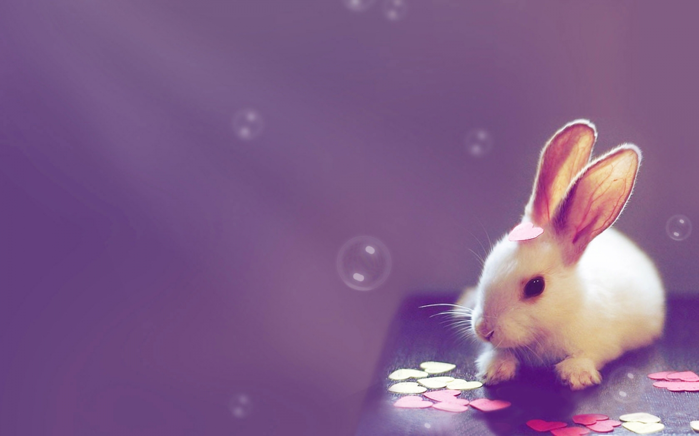 Anime Bunnies Wallpapers