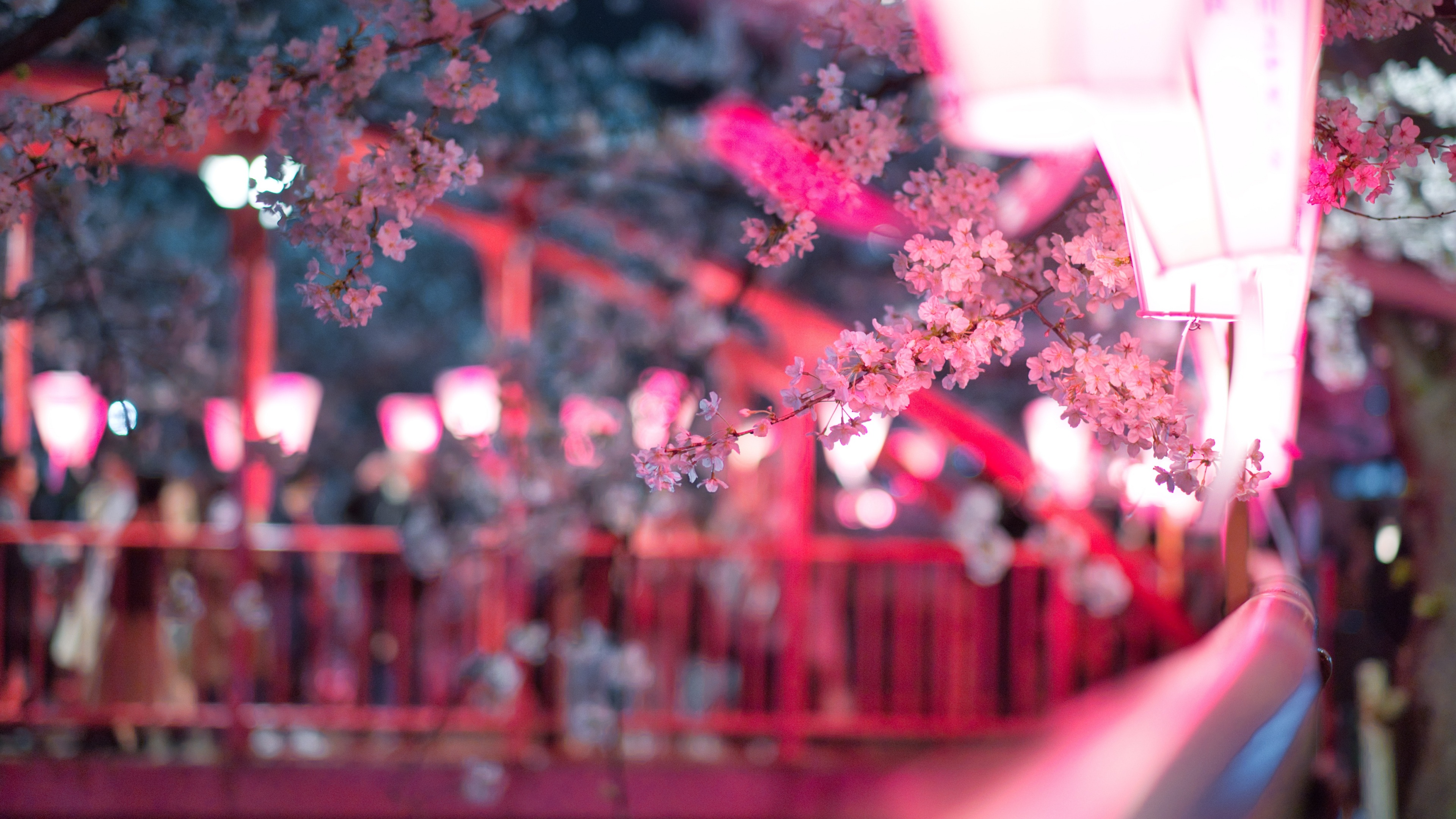 Anime Cherry Blossom 4K Wallpapers