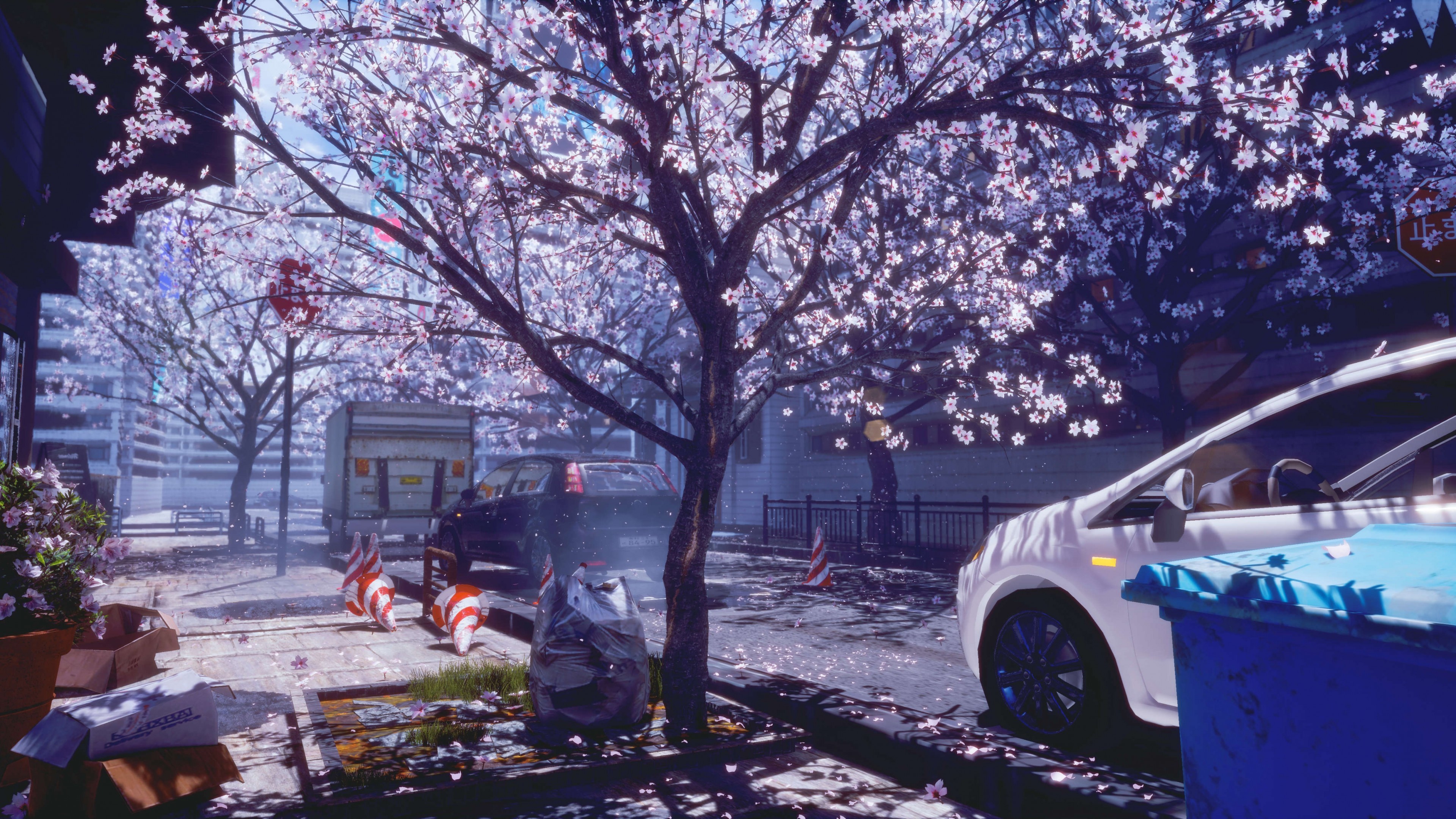 Anime Cherry Blossom 4K Wallpapers