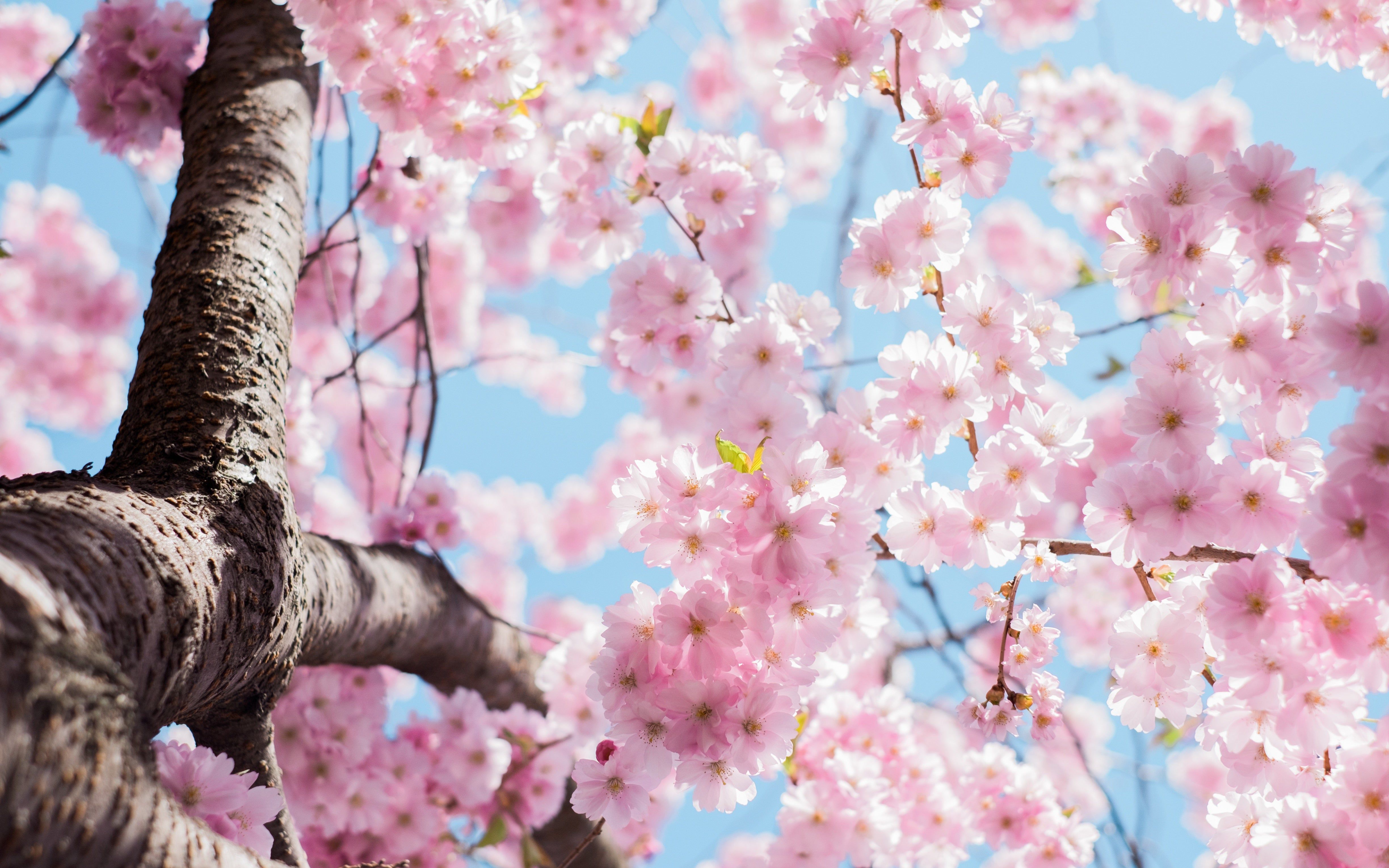 Anime Cherry Blossom 4K Wallpapers