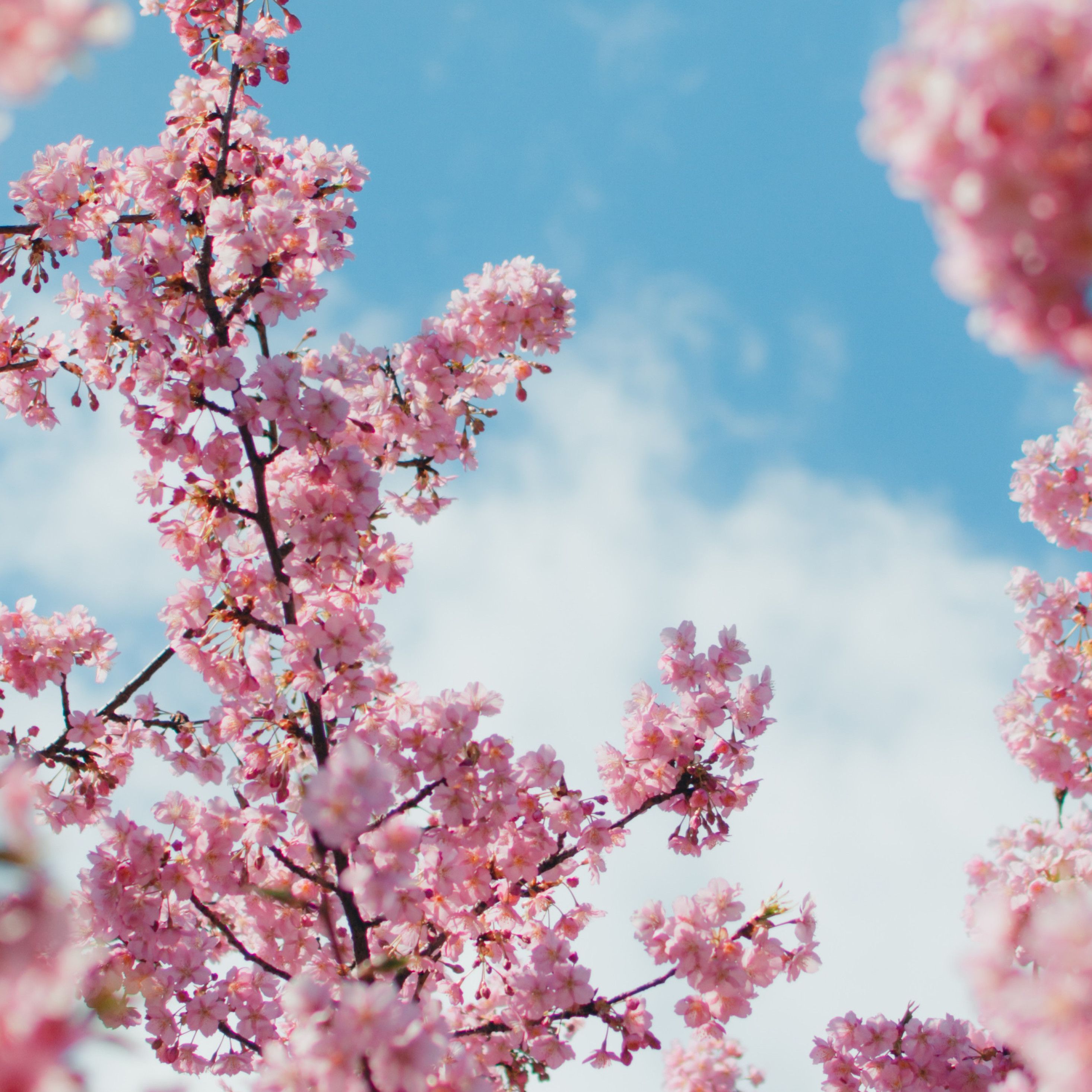 Anime Cherry Blossom 4K Wallpapers