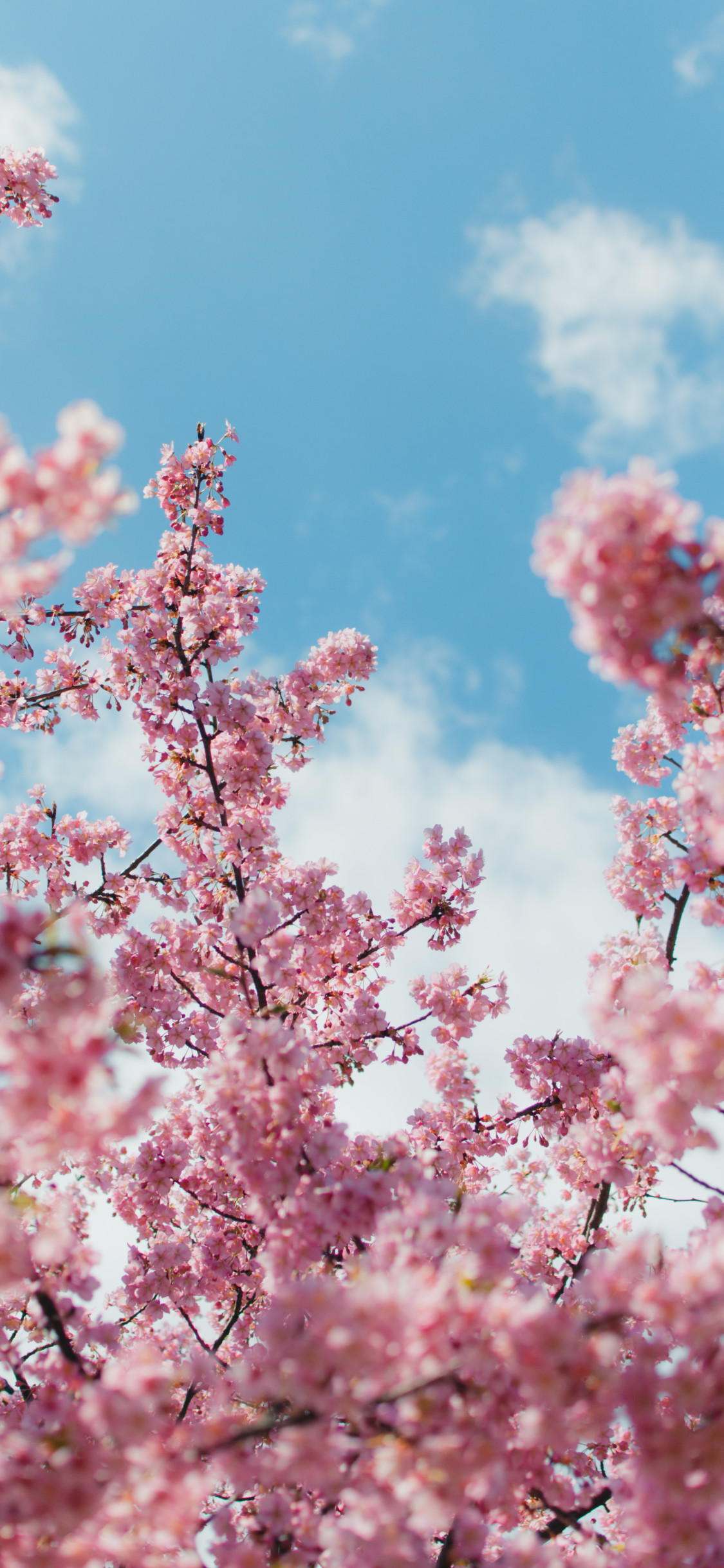 Anime Cherry Blossom 4K Wallpapers