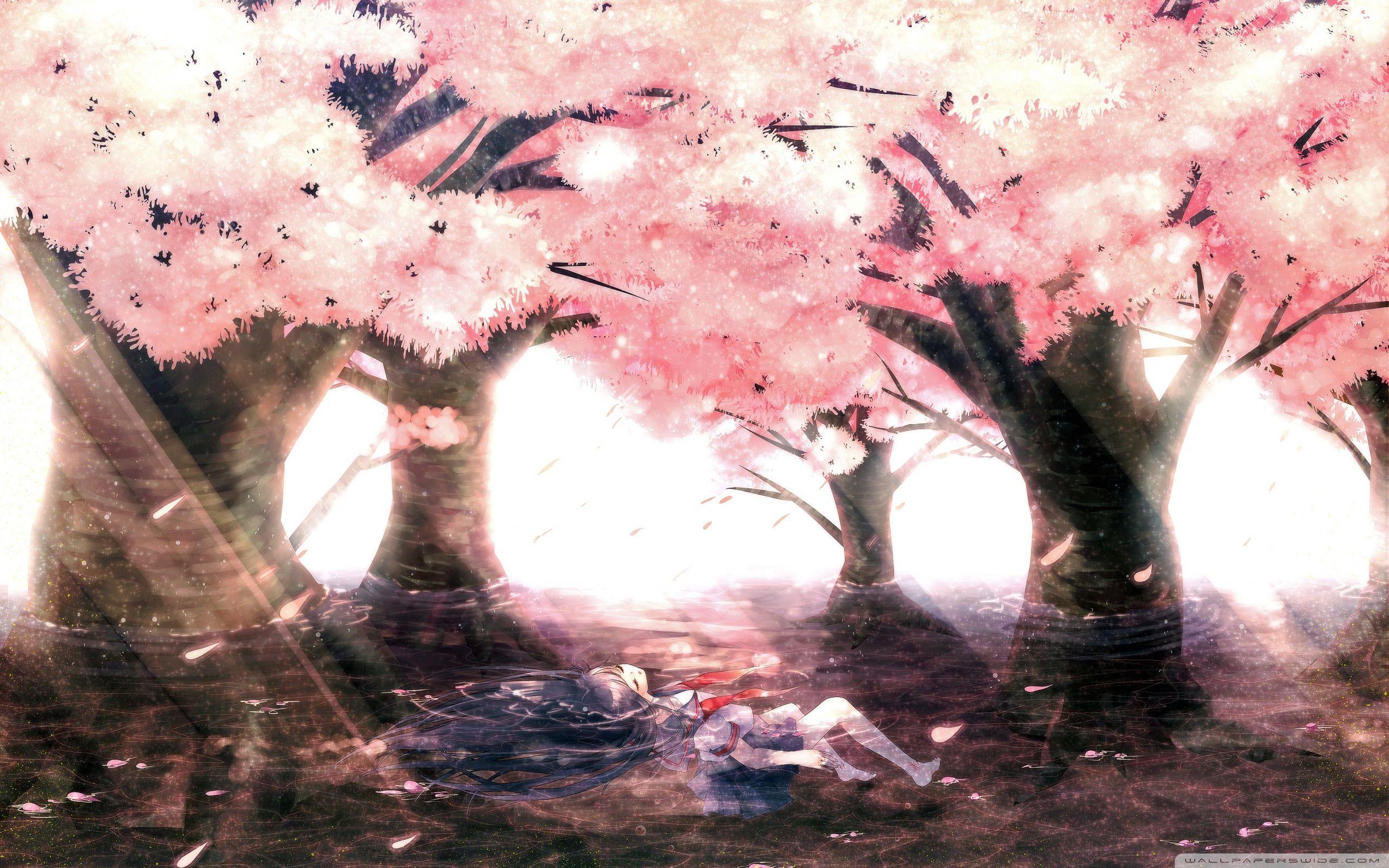 Anime Cherry Blossom 4K Wallpapers