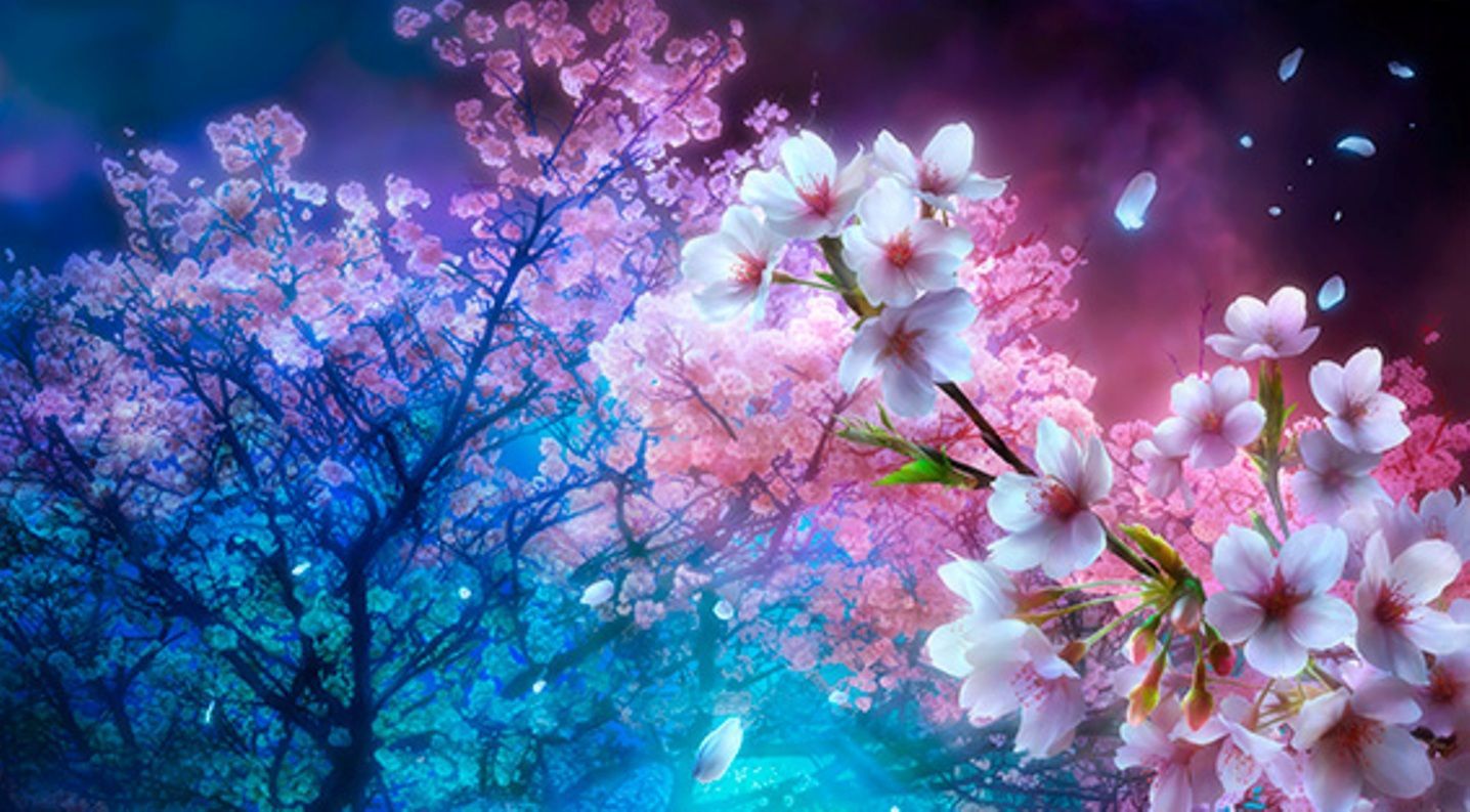 Anime Cherry Blossom Wallpapers