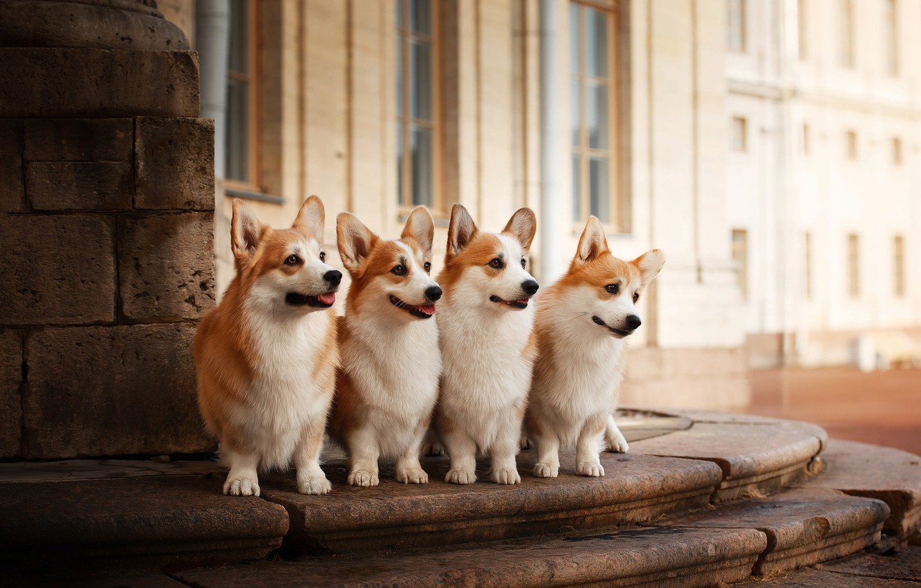 Anime Corgi Wallpapers