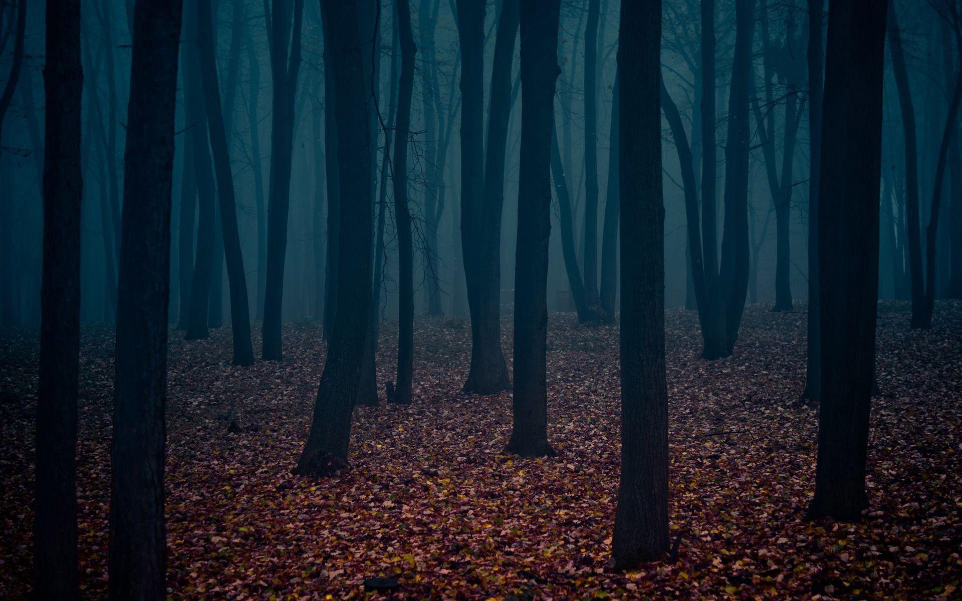 Anime Dark Forest Wallpapers