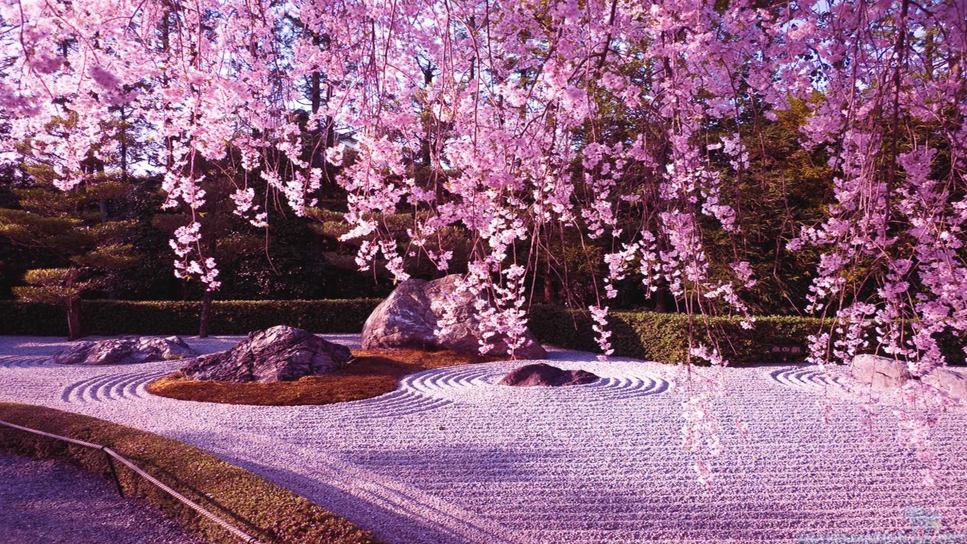 Anime Sakura Blossom Wallpapers