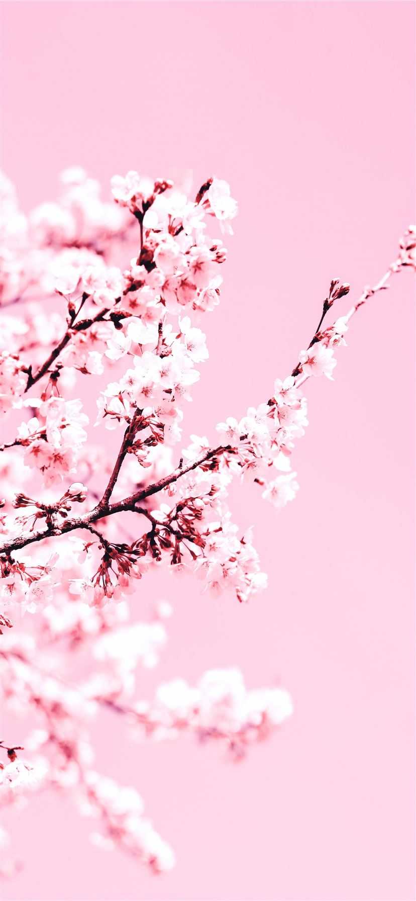 Anime Sakura Blossom Wallpapers