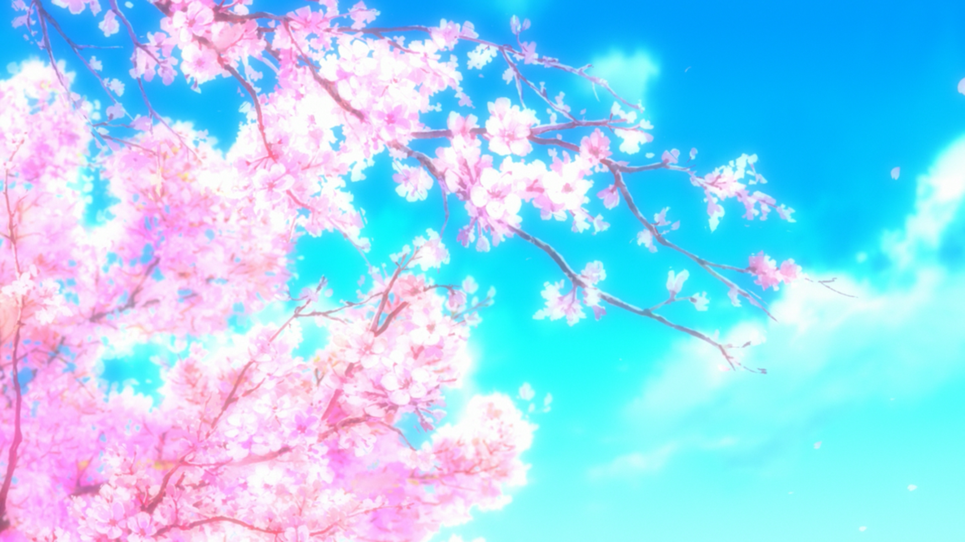 Anime Sakura Blossom Wallpapers