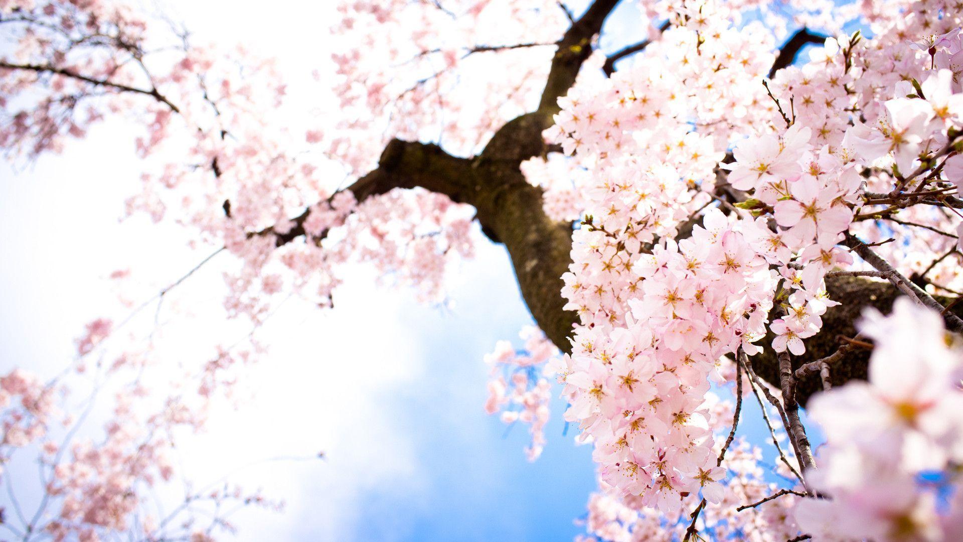 Anime Sakura Blossom Wallpapers