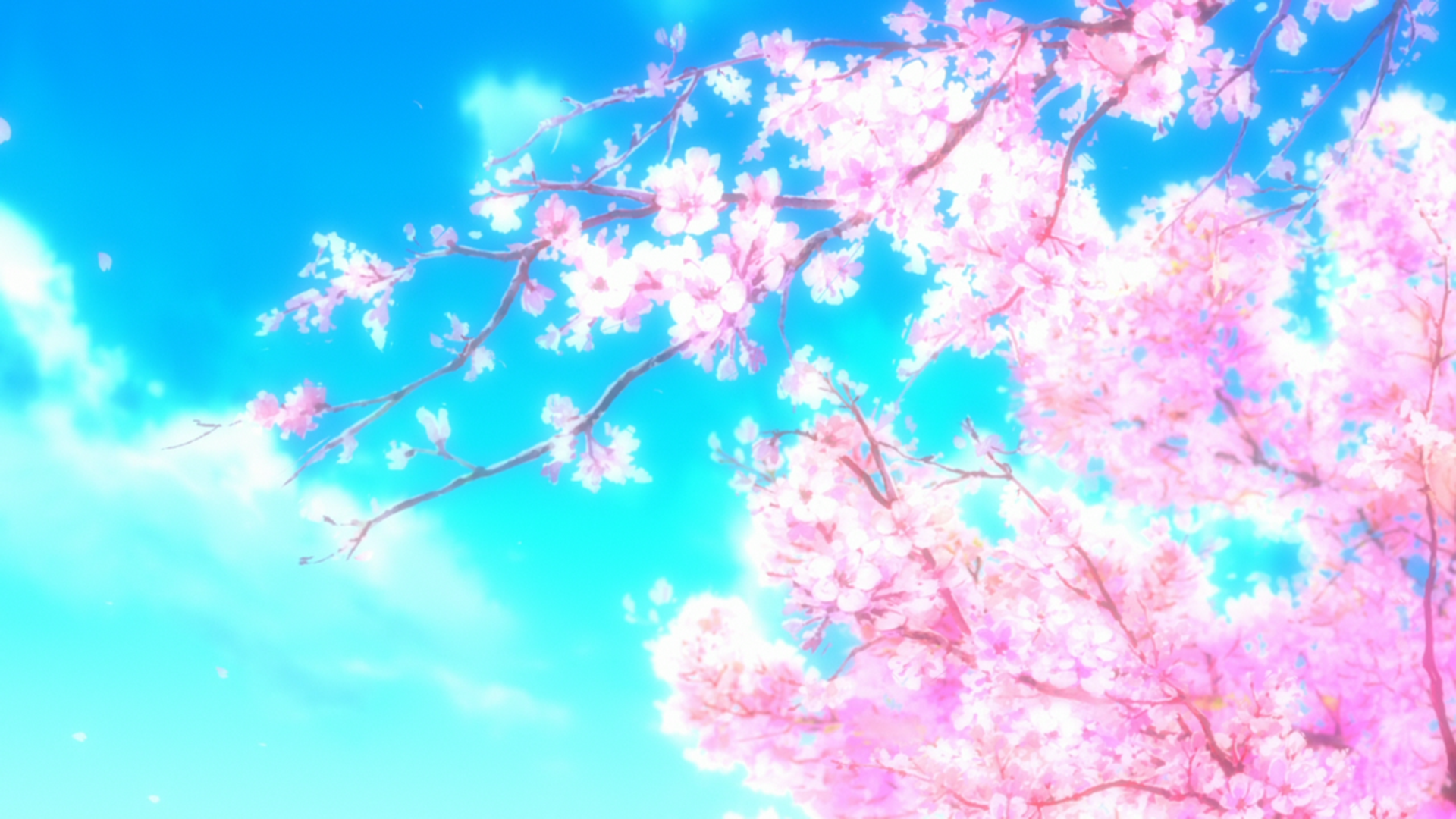 Anime Sakura Blossom Wallpapers