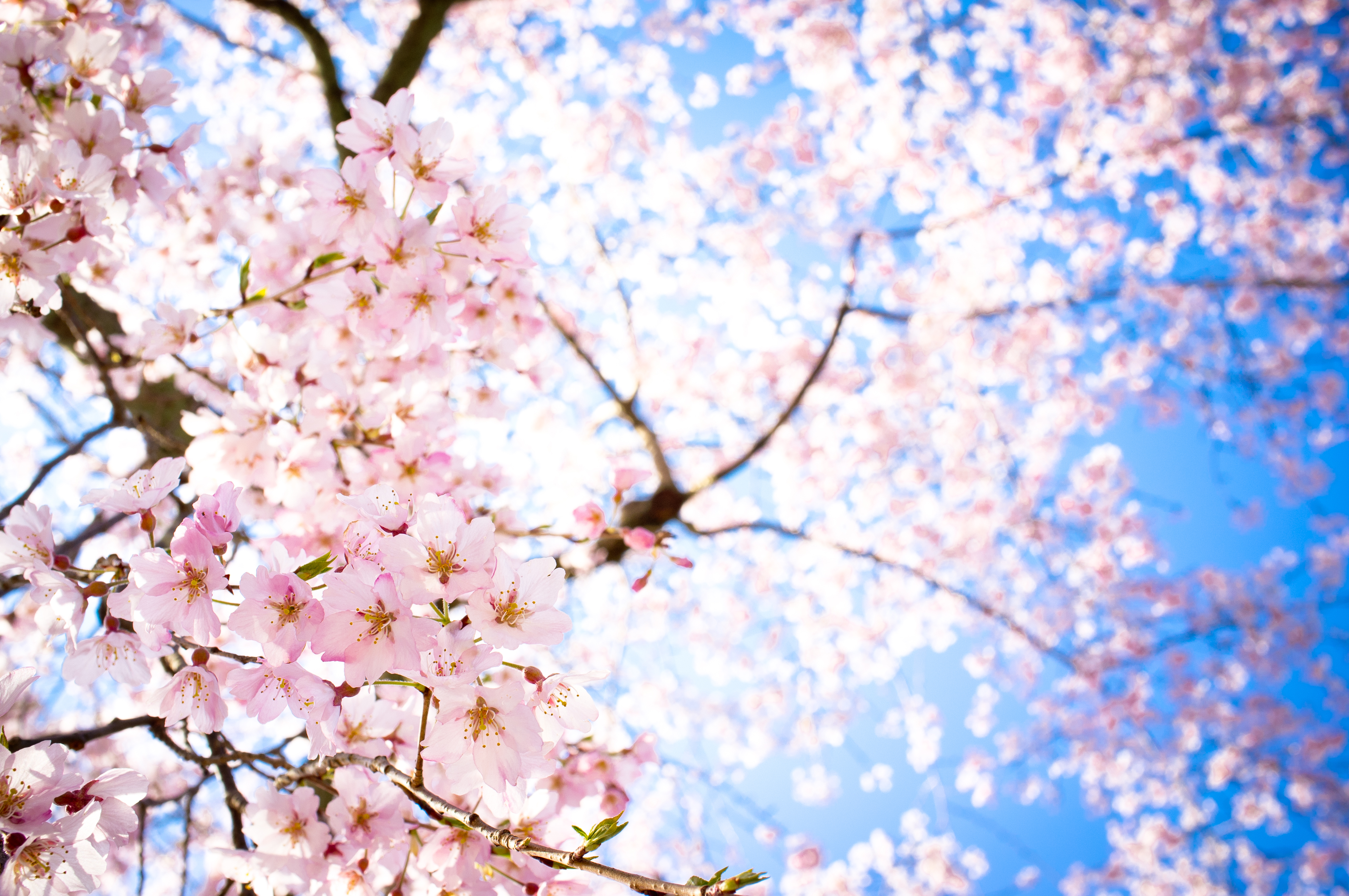 Anime Sakura Flower Wallpapers