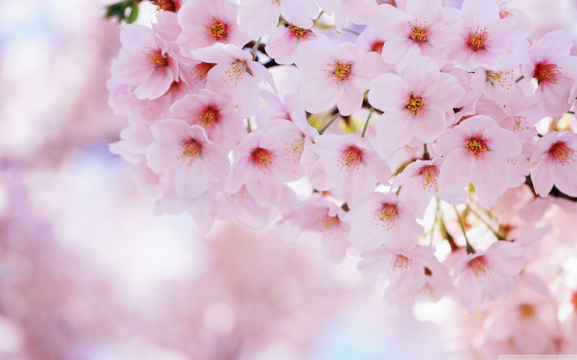 Anime Sakura Flower Wallpapers