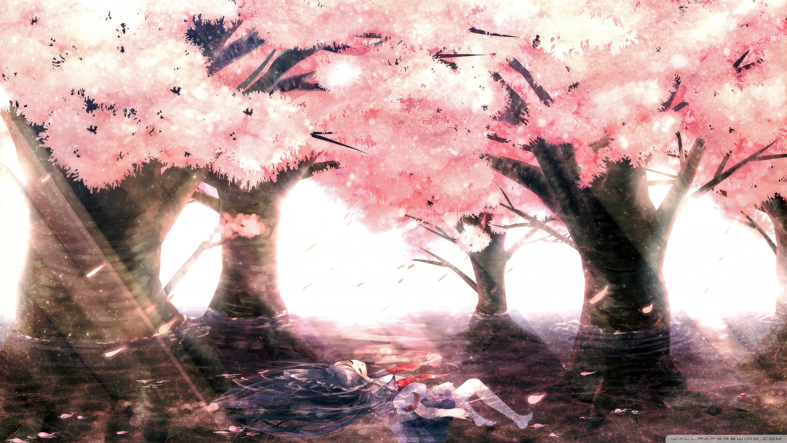 Anime Sakura Trees Hd Wallpapers