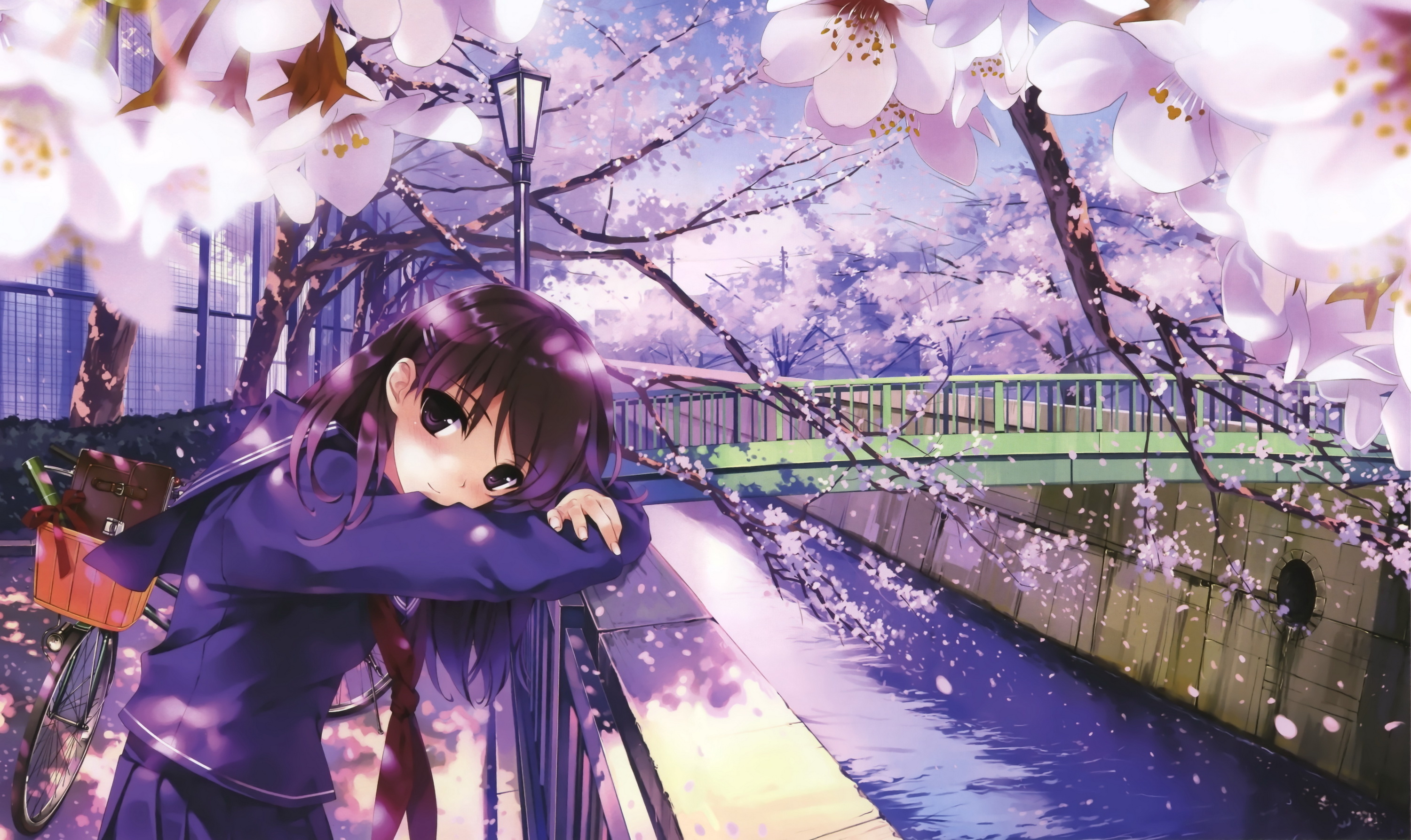 Anime Sakura Trees Hd Wallpapers