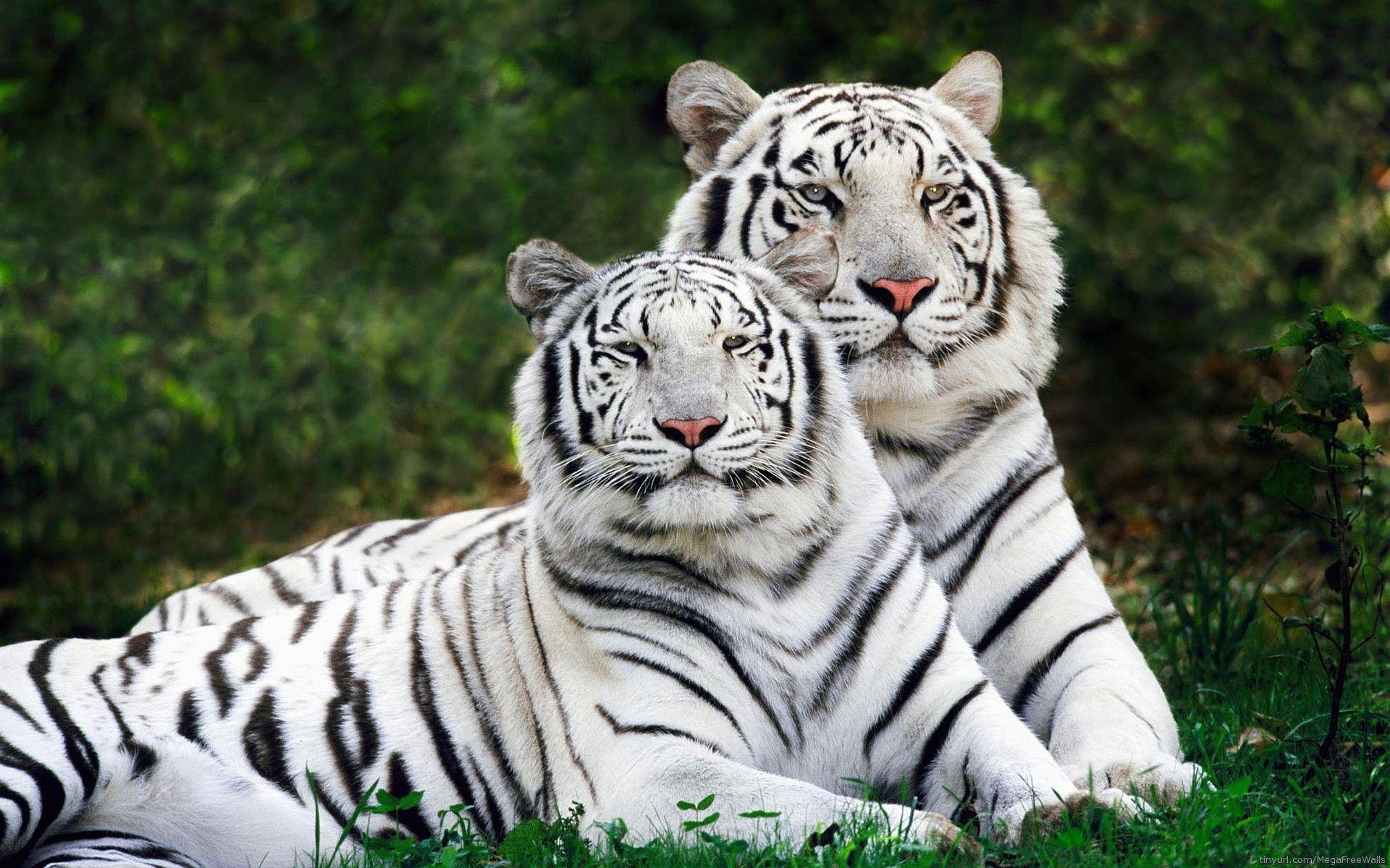 Anime White Tiger Wallpapers