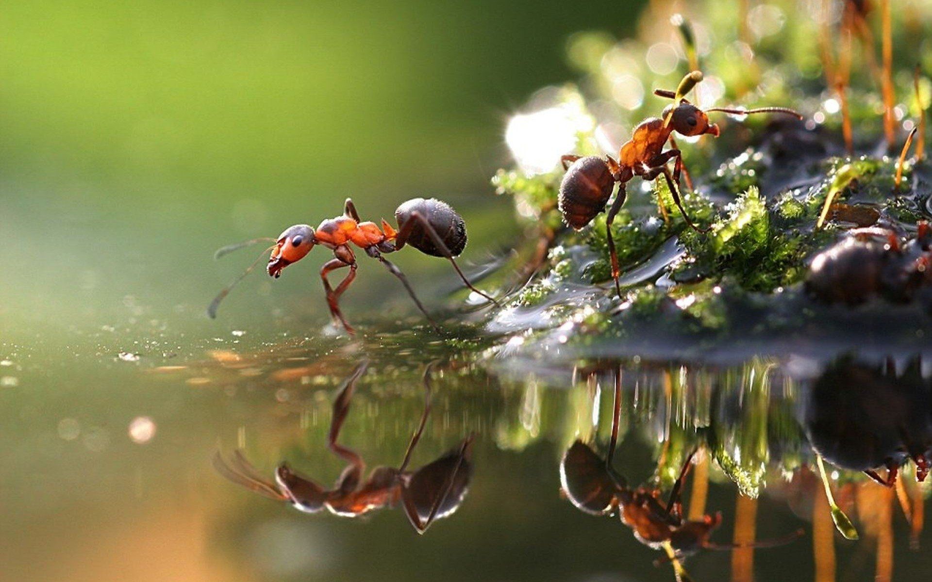 Ant Wallpapers