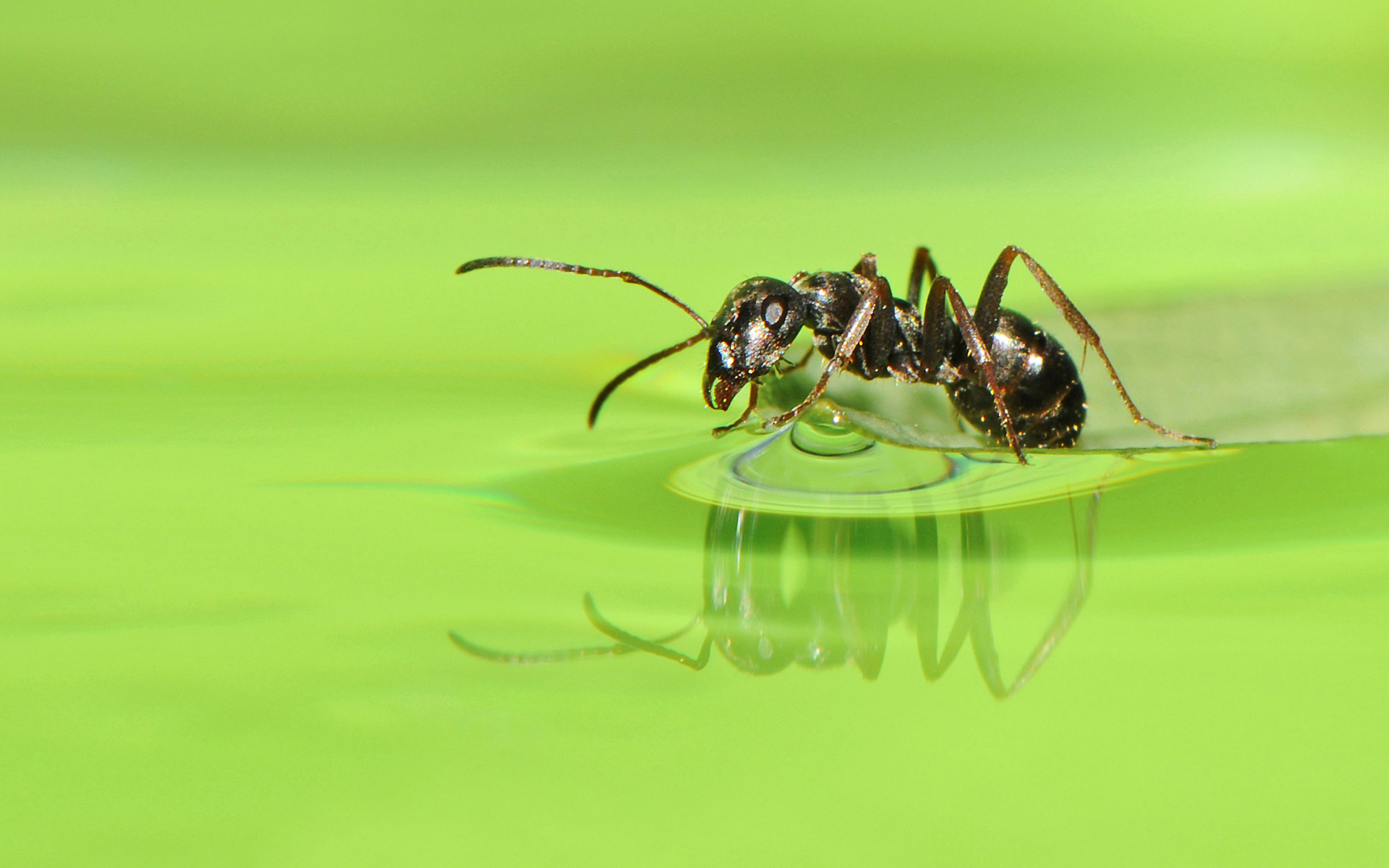 Ant Wallpapers