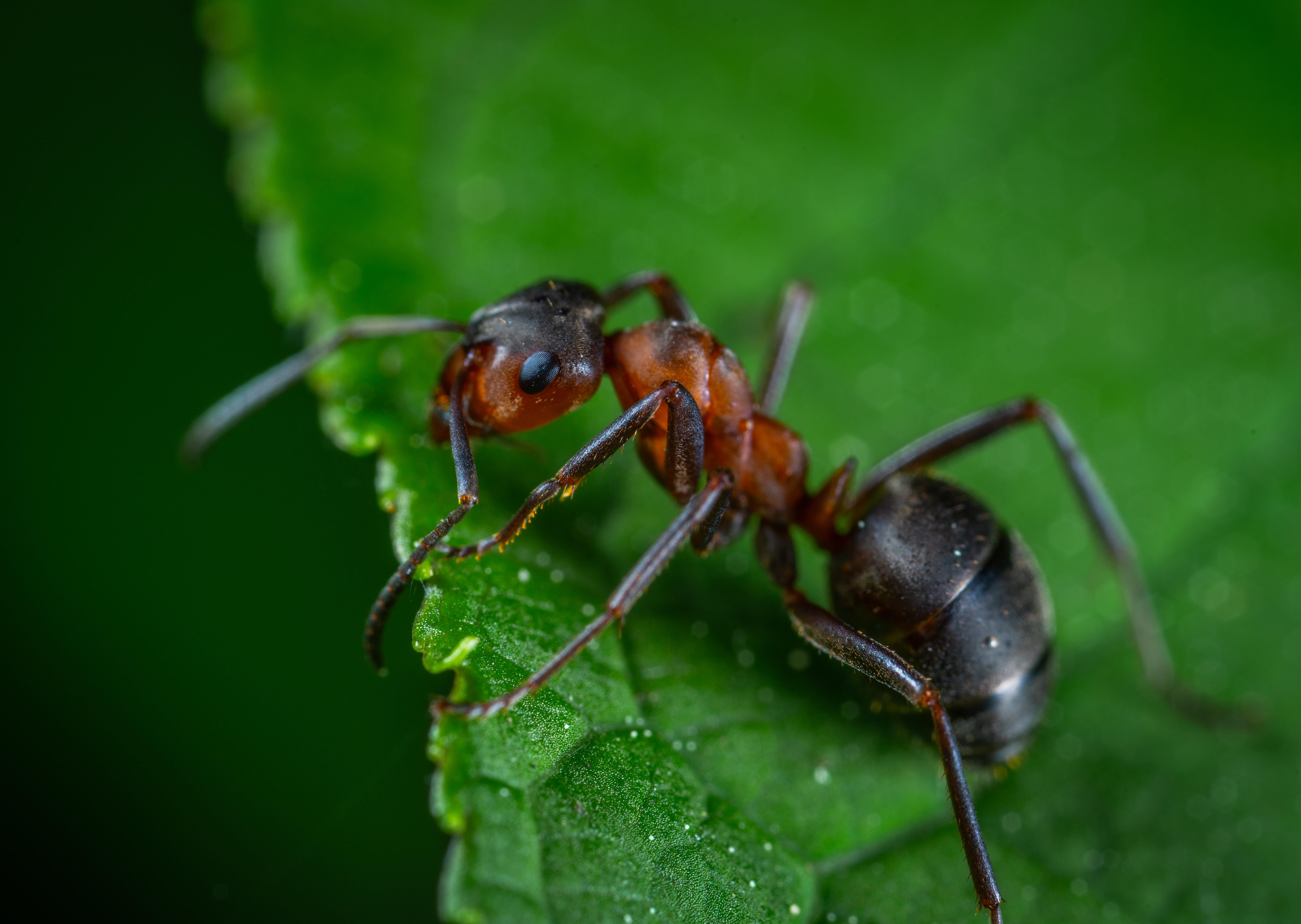 Ant Wallpapers