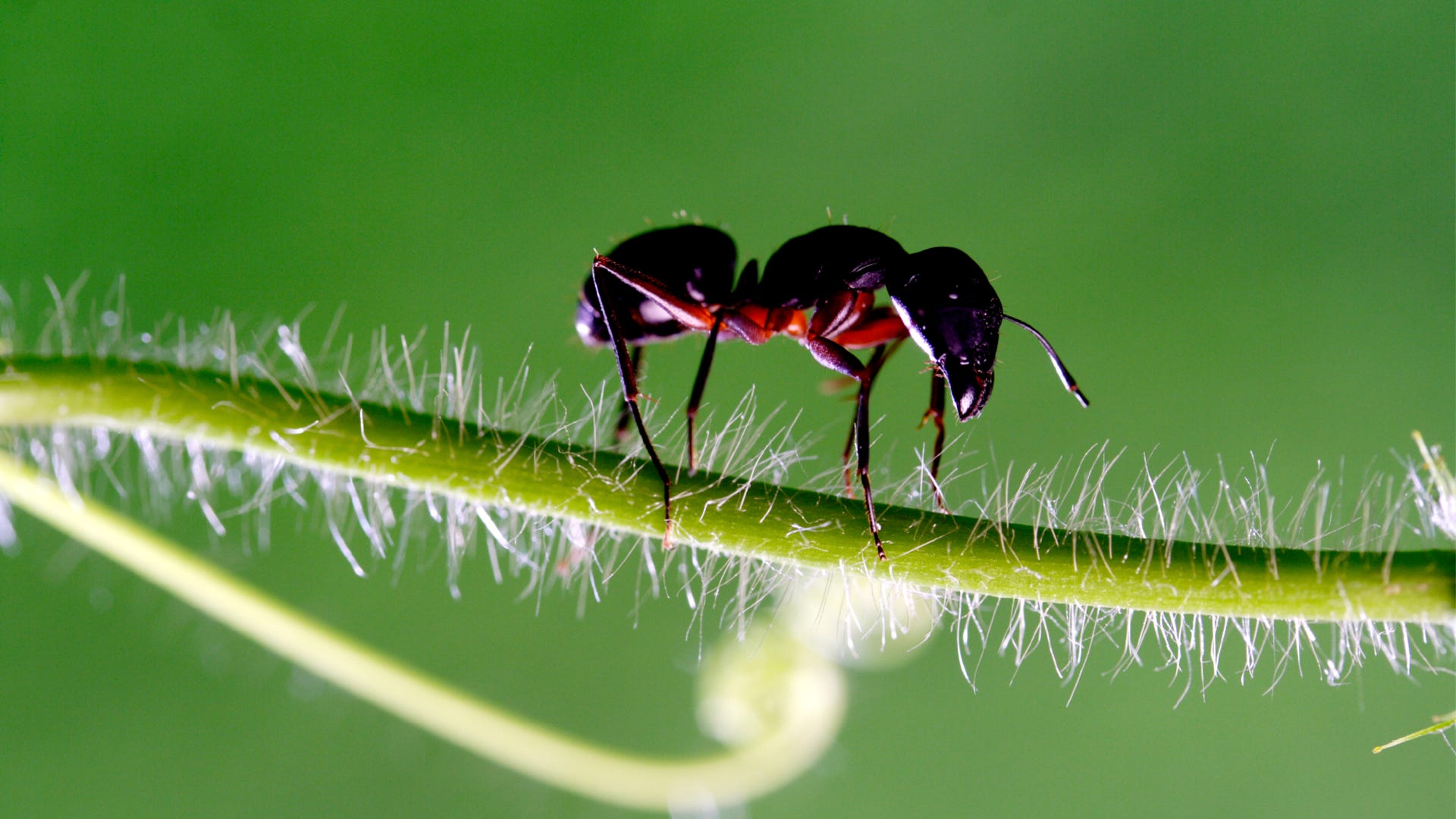 Ant Wallpapers