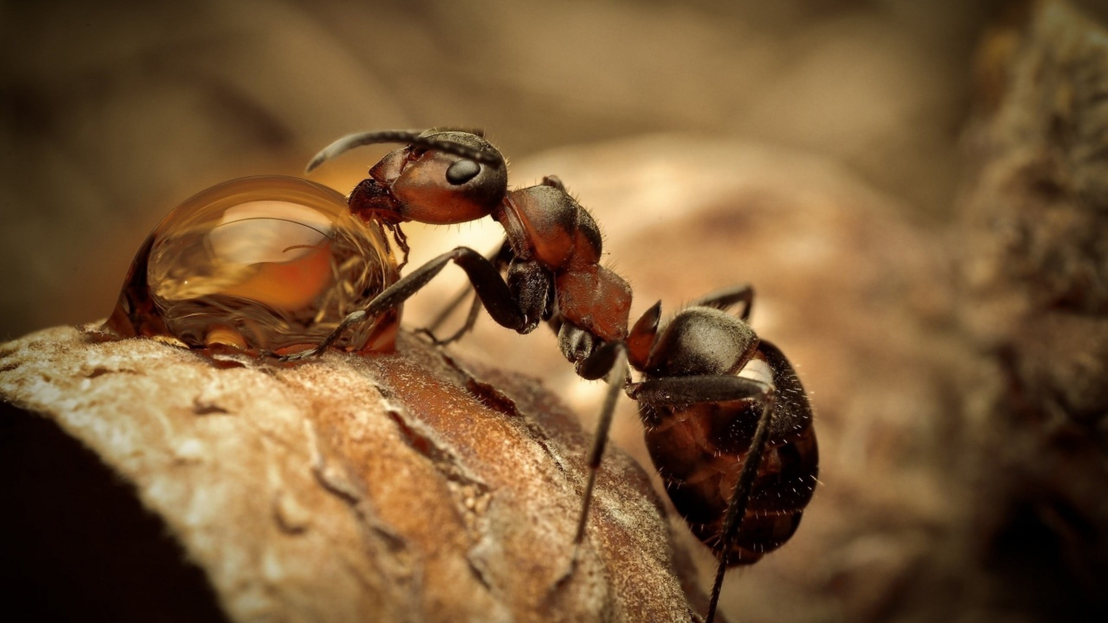 Ant Wallpapers