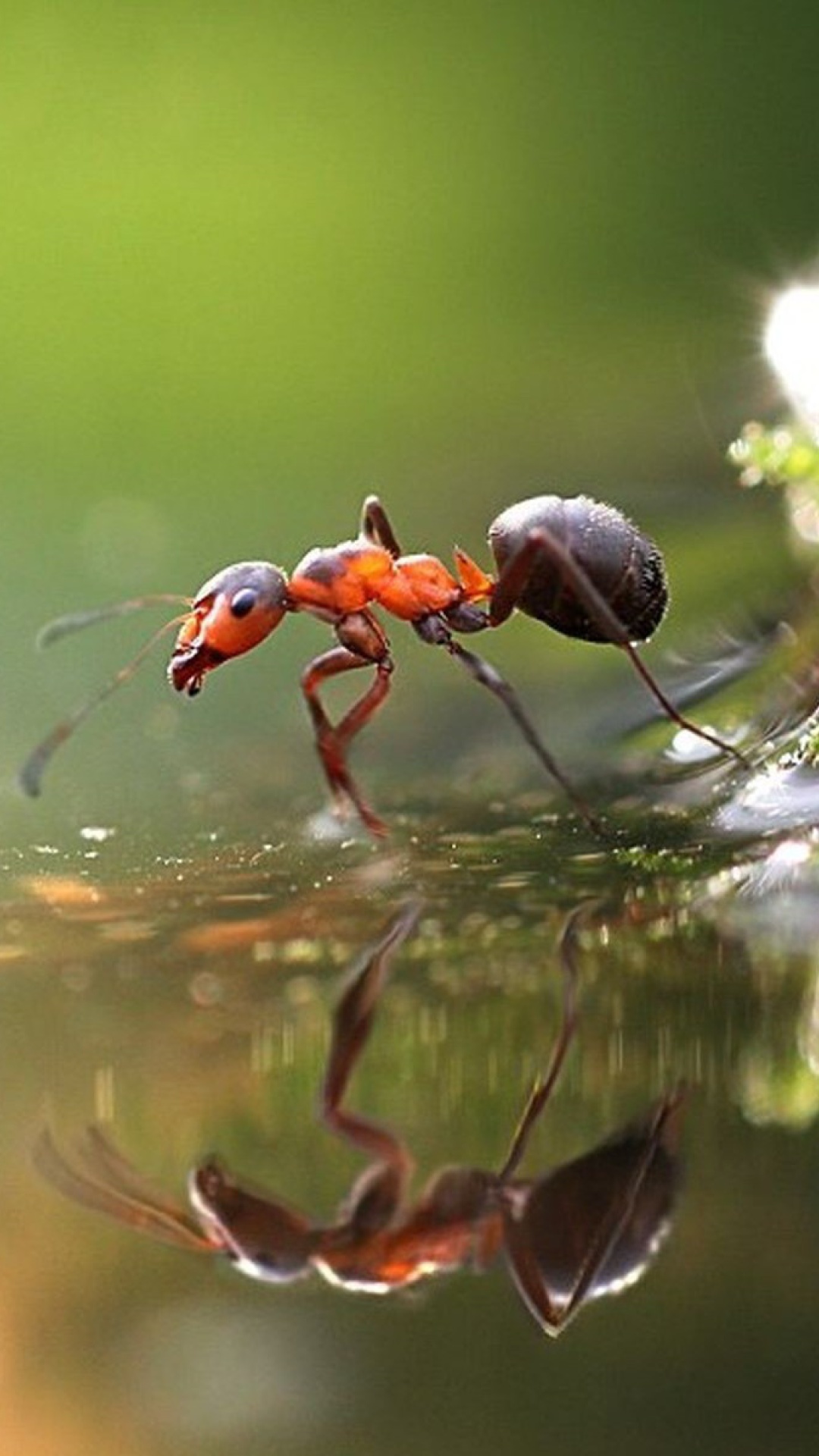 Ant Wallpapers