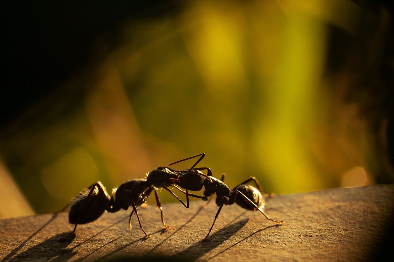 Ant Wallpapers