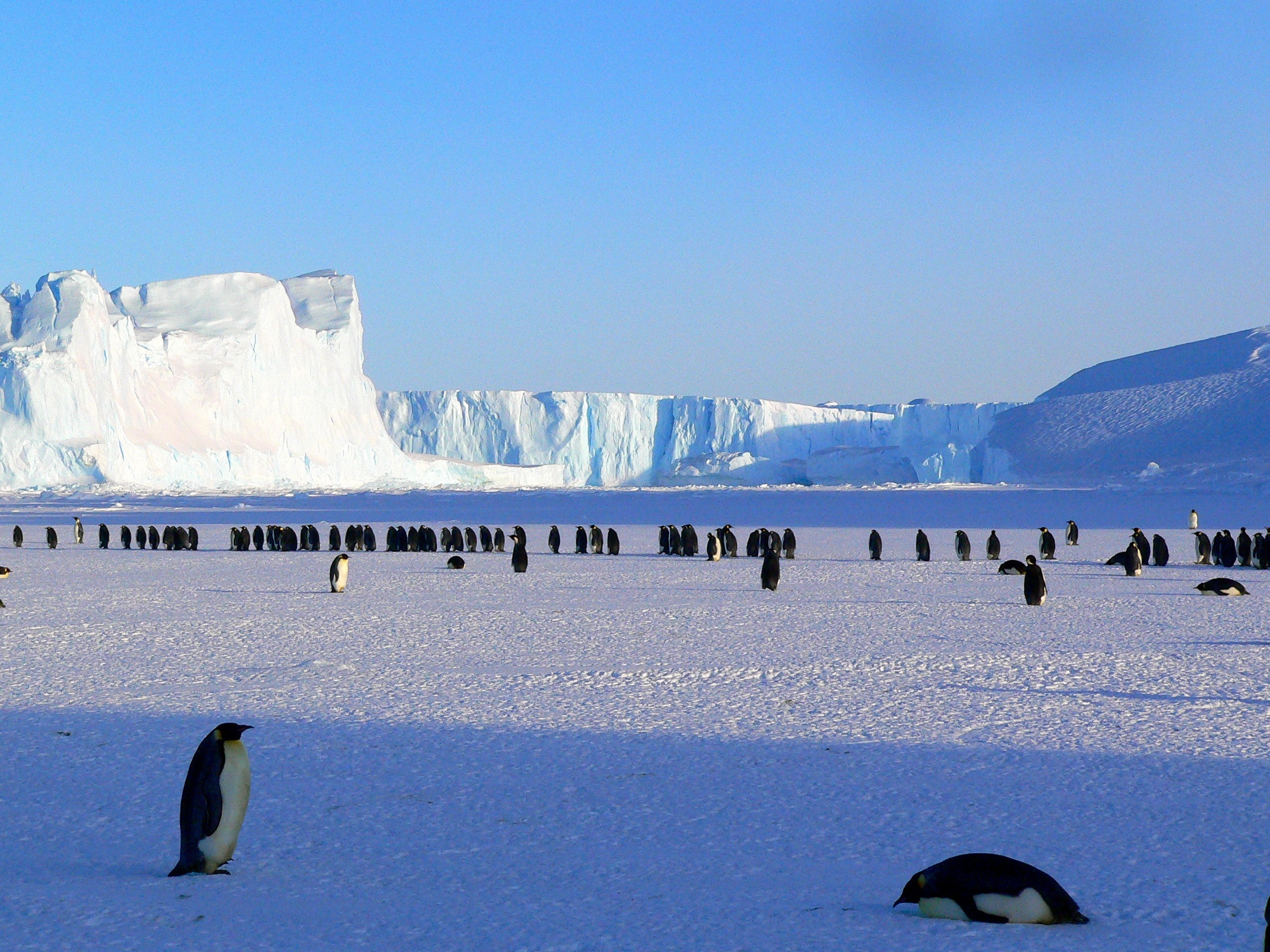 Antarctica Wallpapers