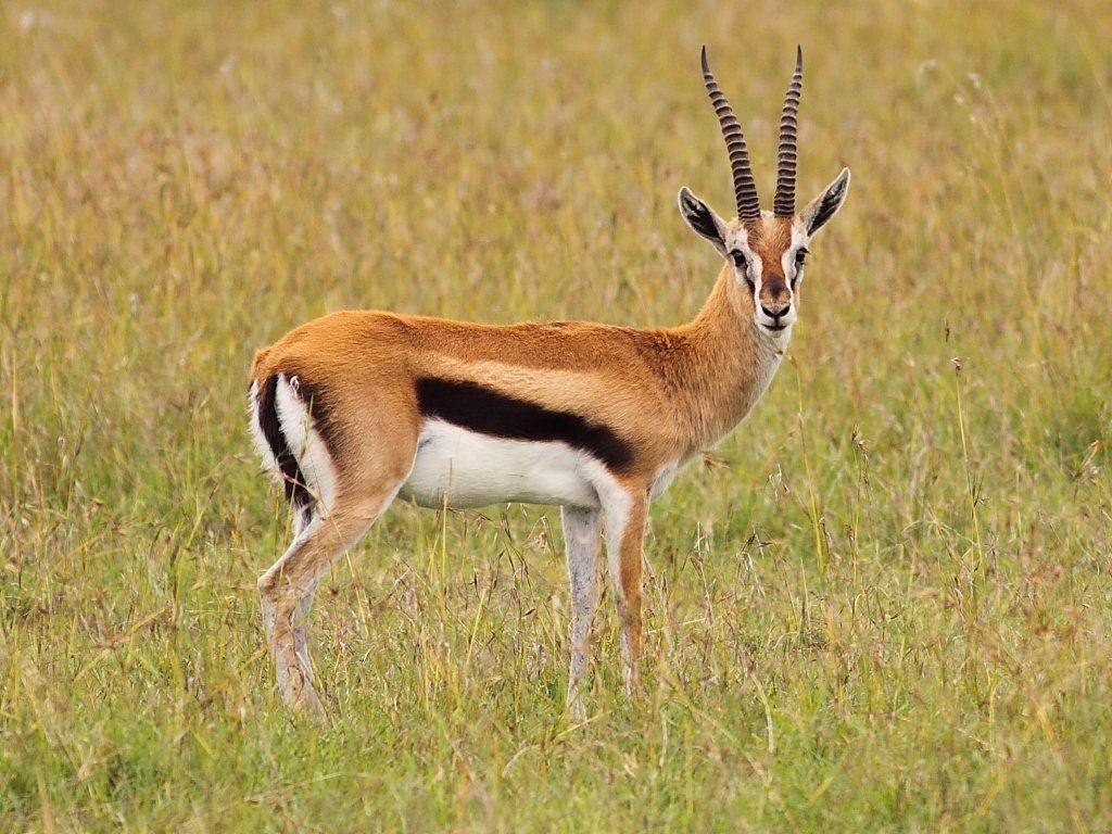 Antelope Wallpapers