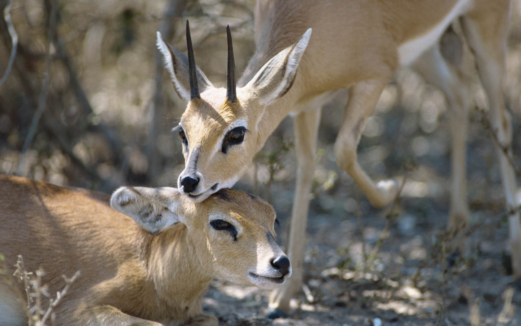 Antelope Wallpapers