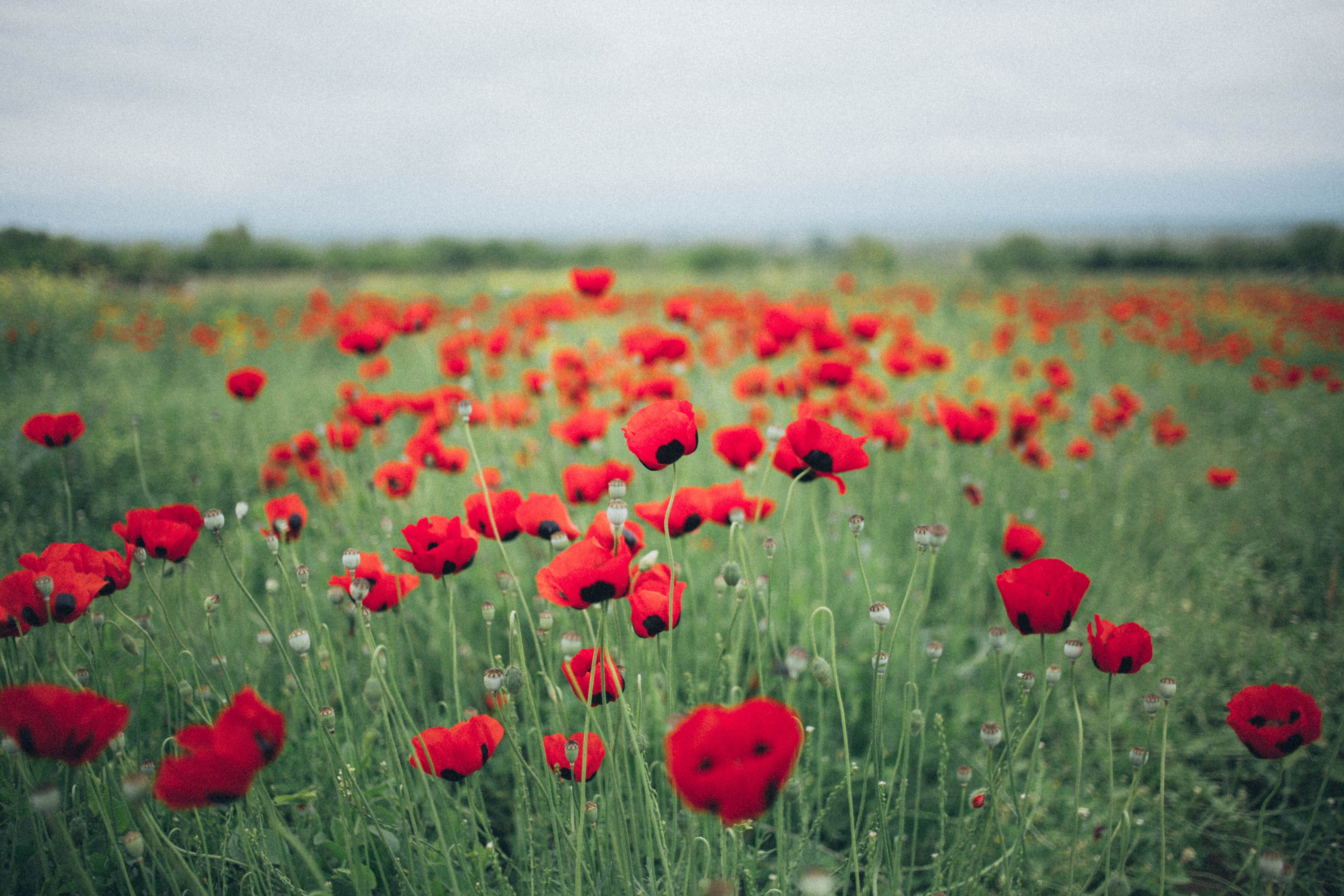 Anzac Day Wallpapers